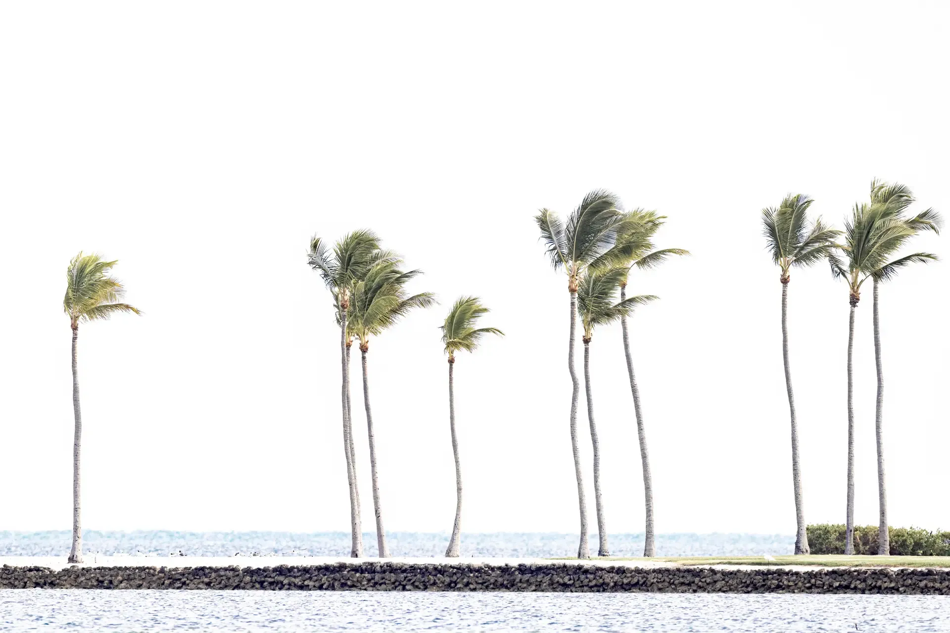 Florida keys palm trees