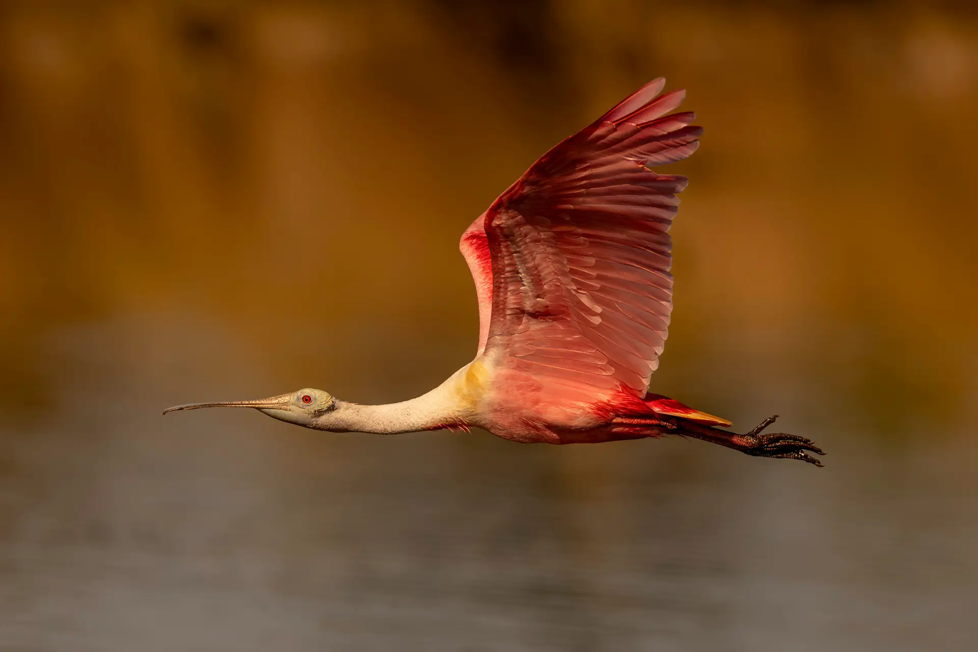 Roseate Spoonbill in flight