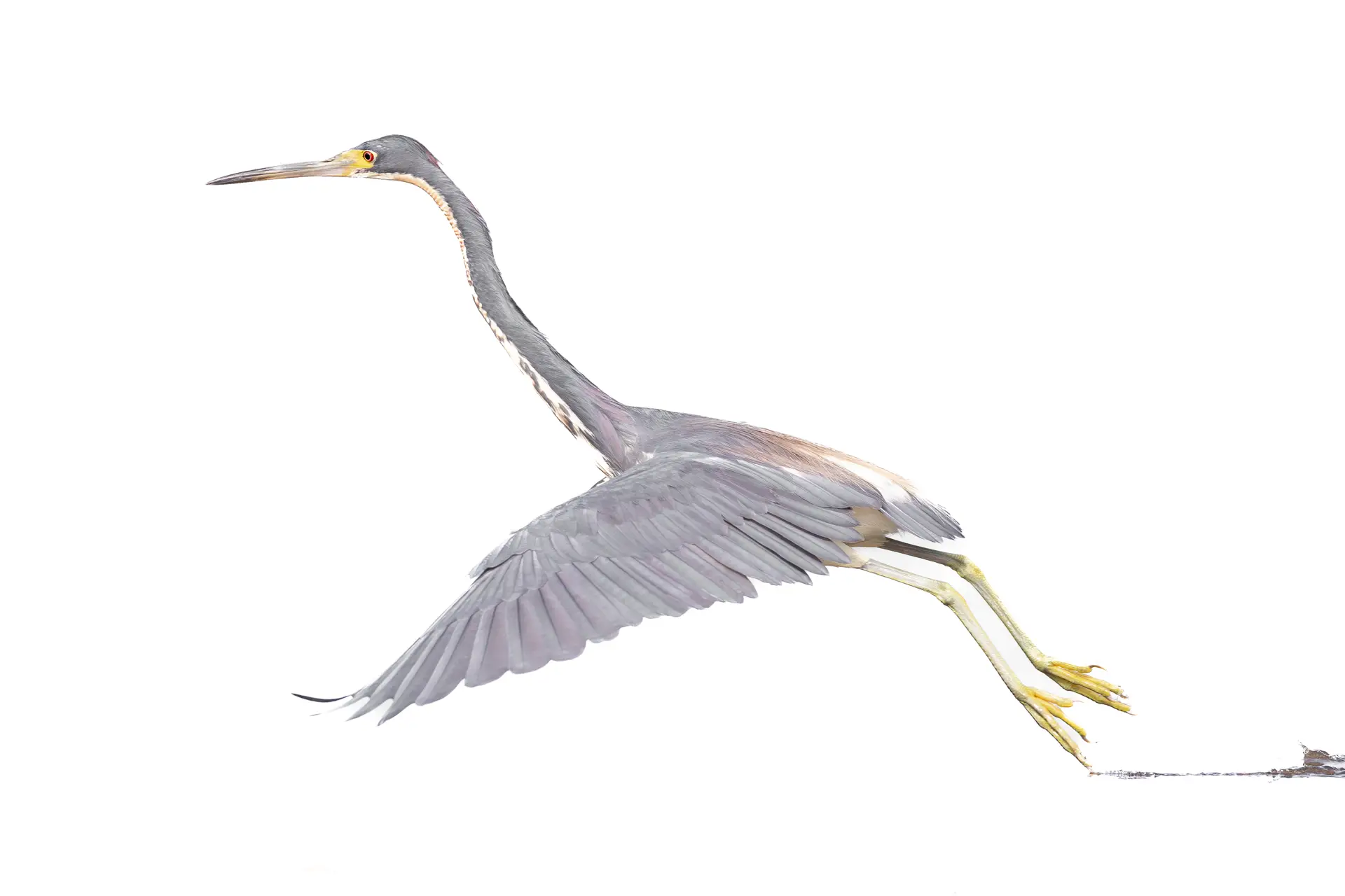 A gray heron in flight with wings spread wide.