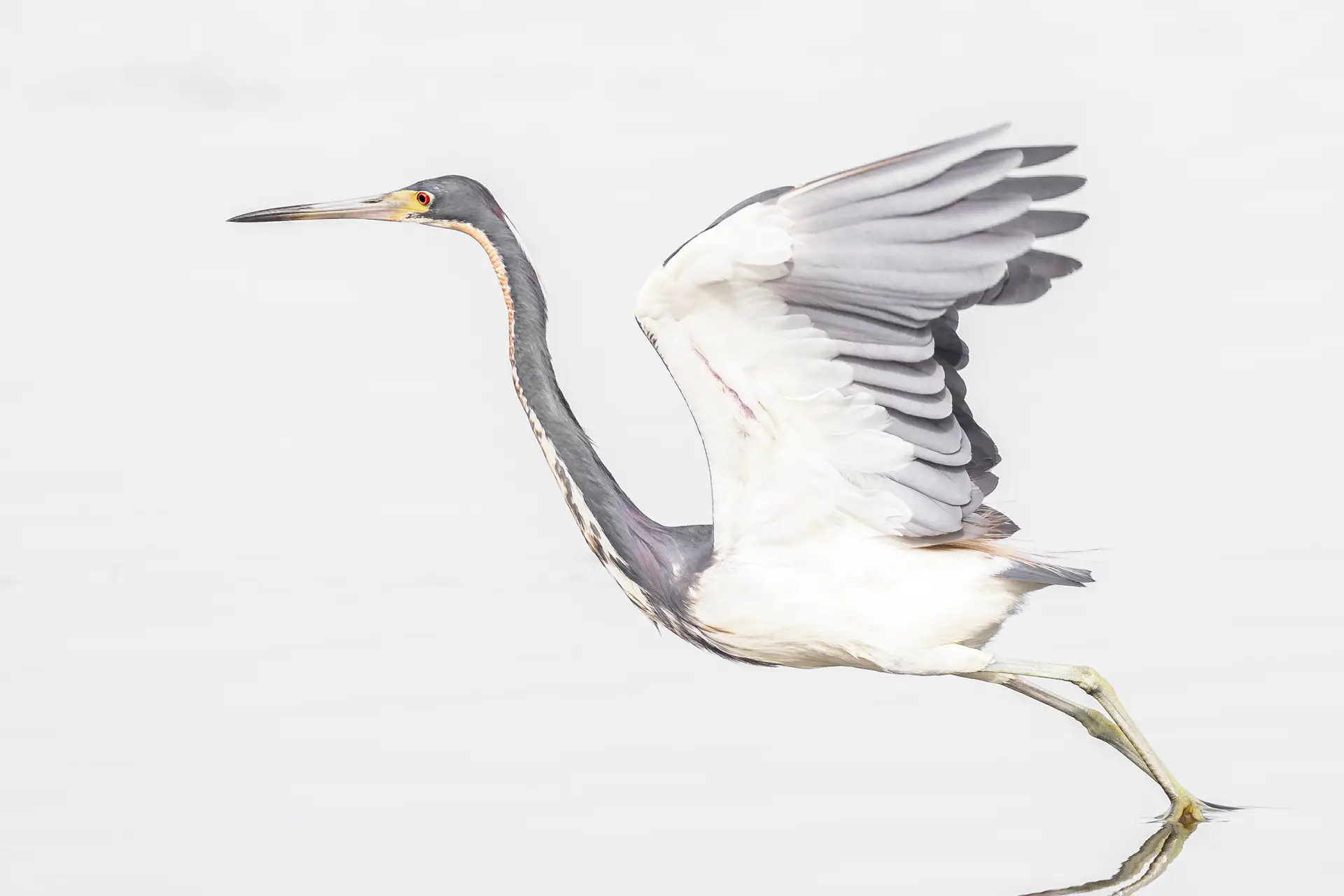 Tricolor Heron taking off