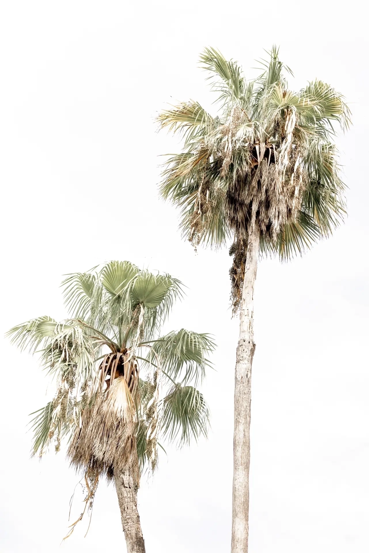 Cabbage Palm