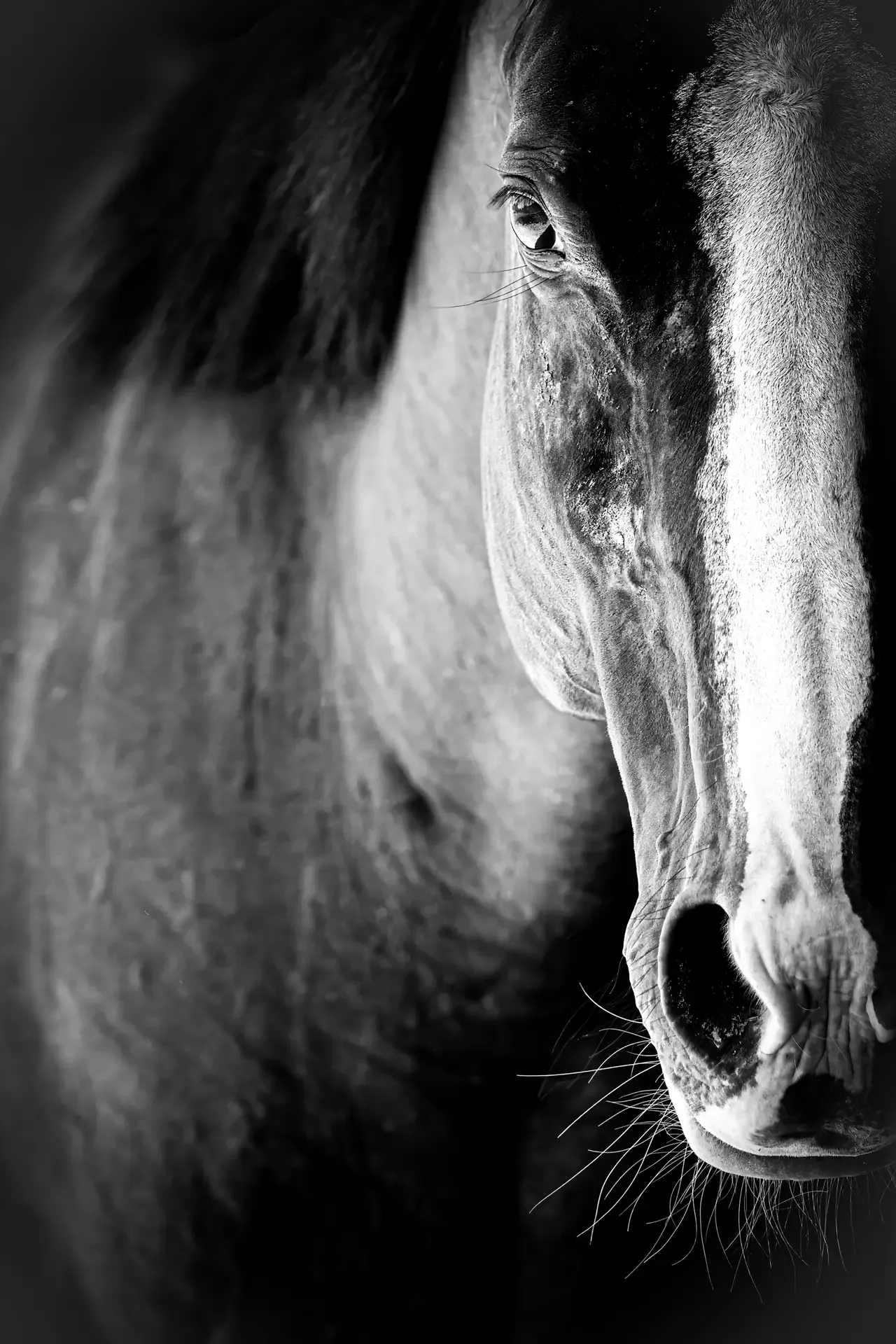 Horse Portrait