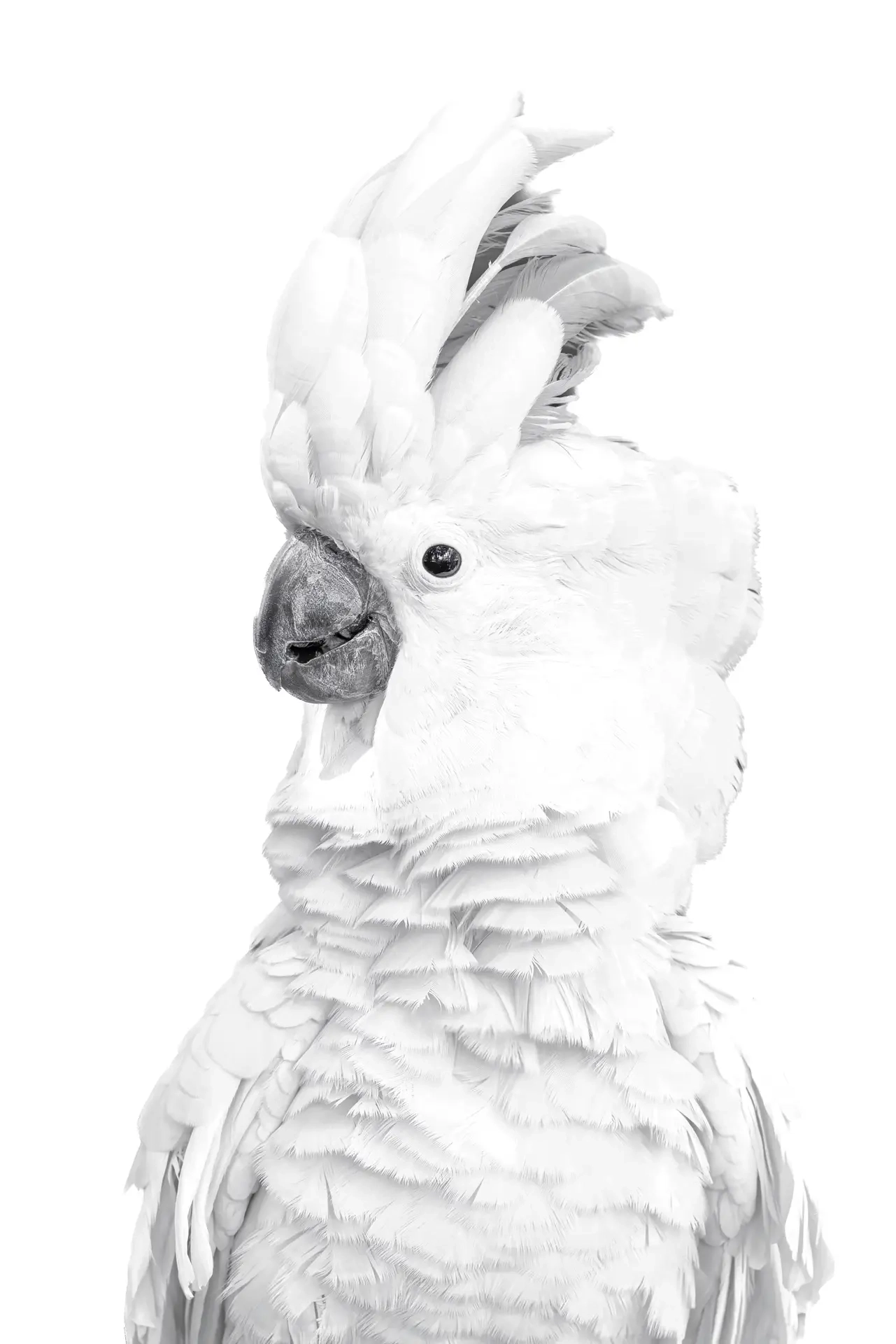 Cockatoo Portrait