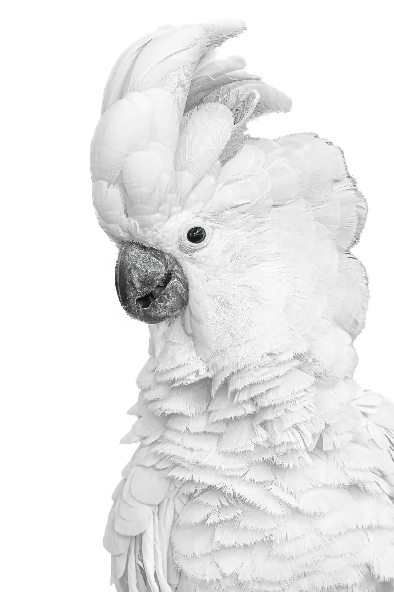 Cockatoo Portrait