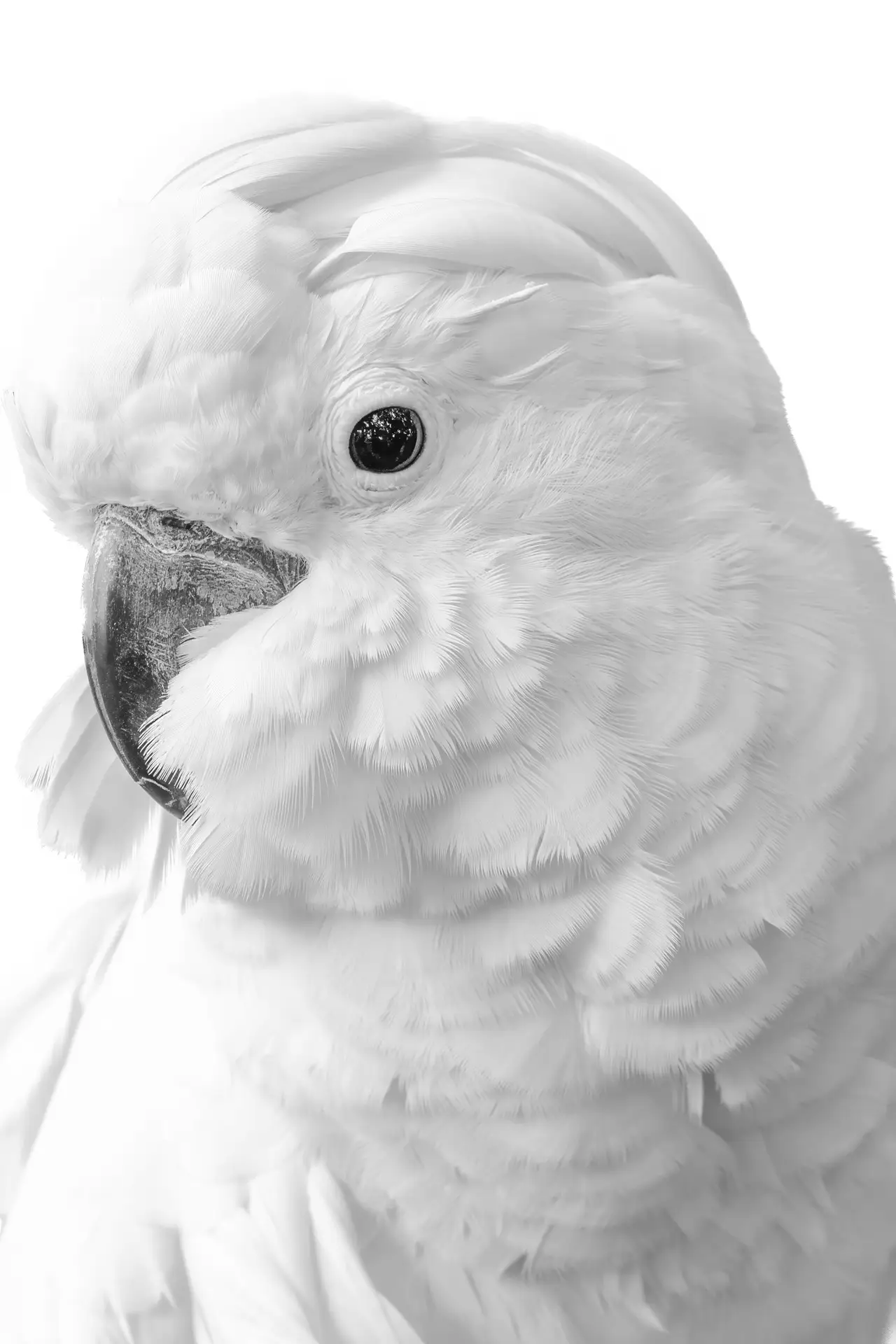 Cockatoo Portrait