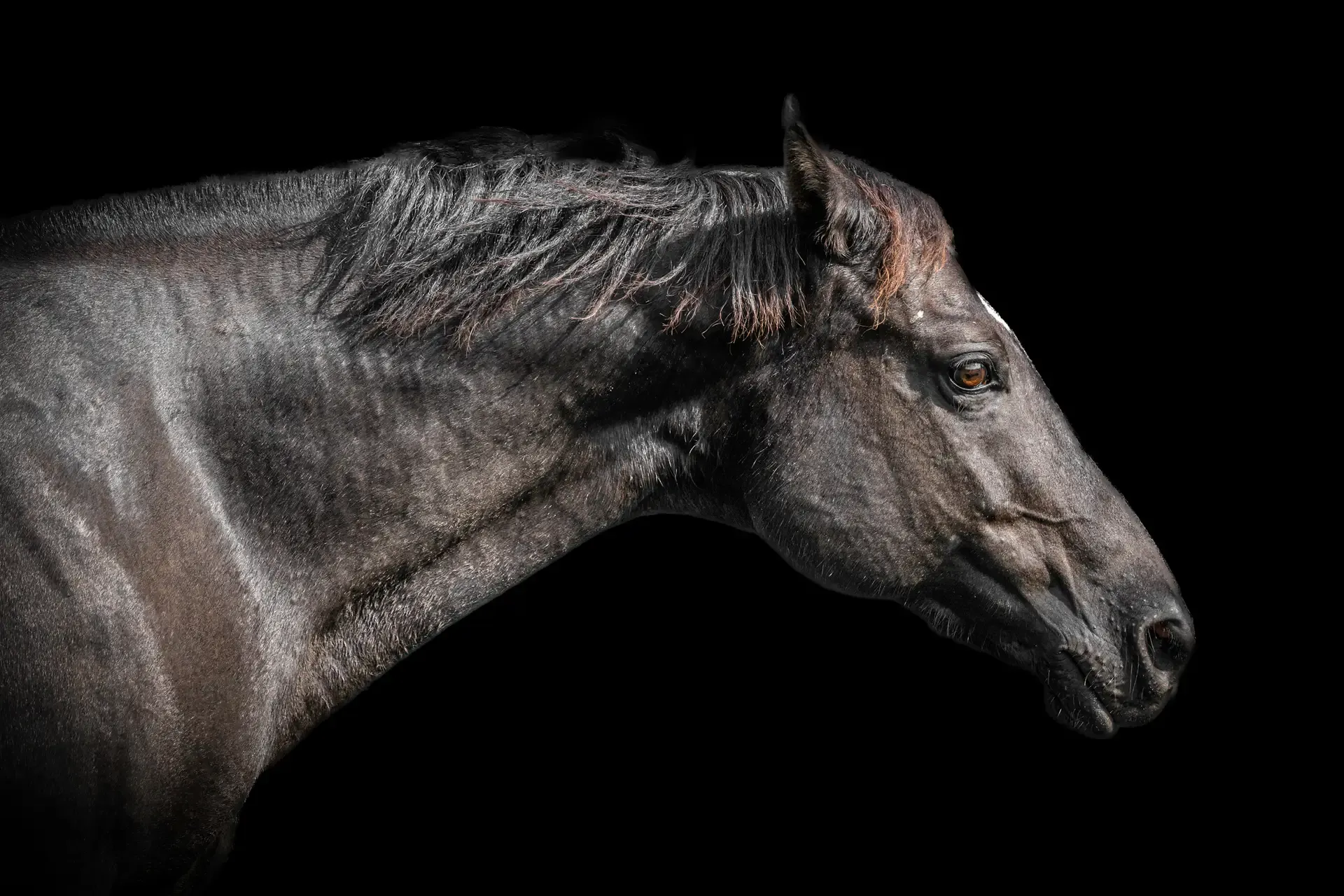 Horse Portrait