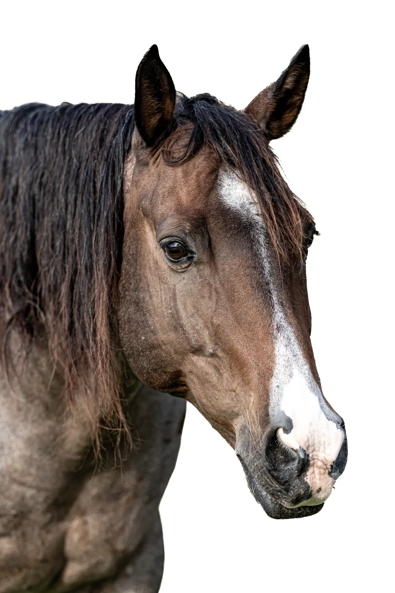 Horse Portrait