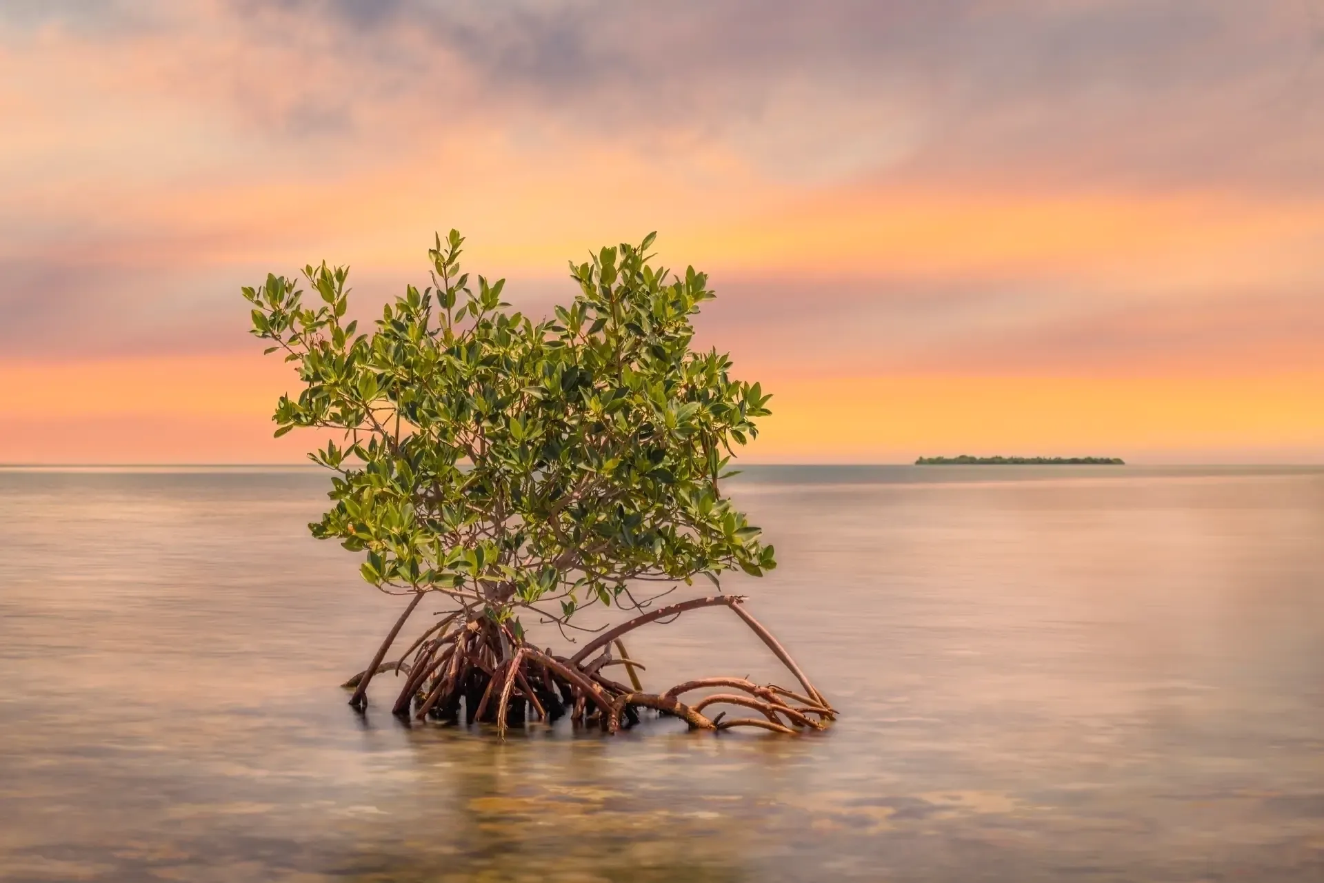 Mangrove in the Florida Keys