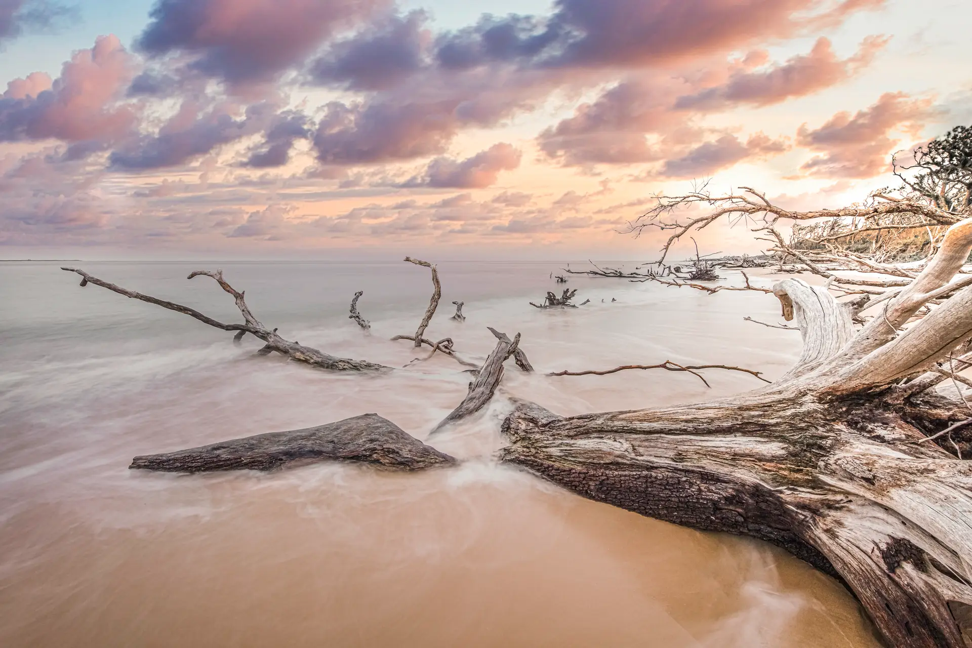 Big Talbot Island trees on beach