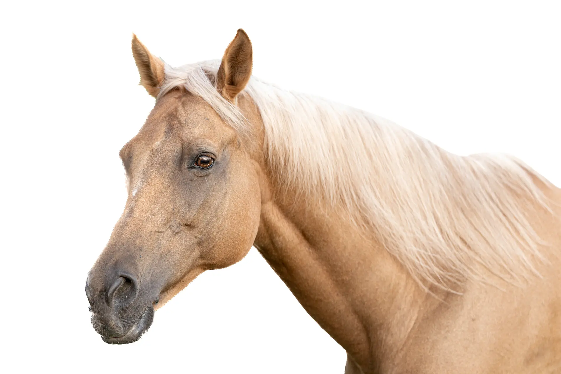 Horse portrait