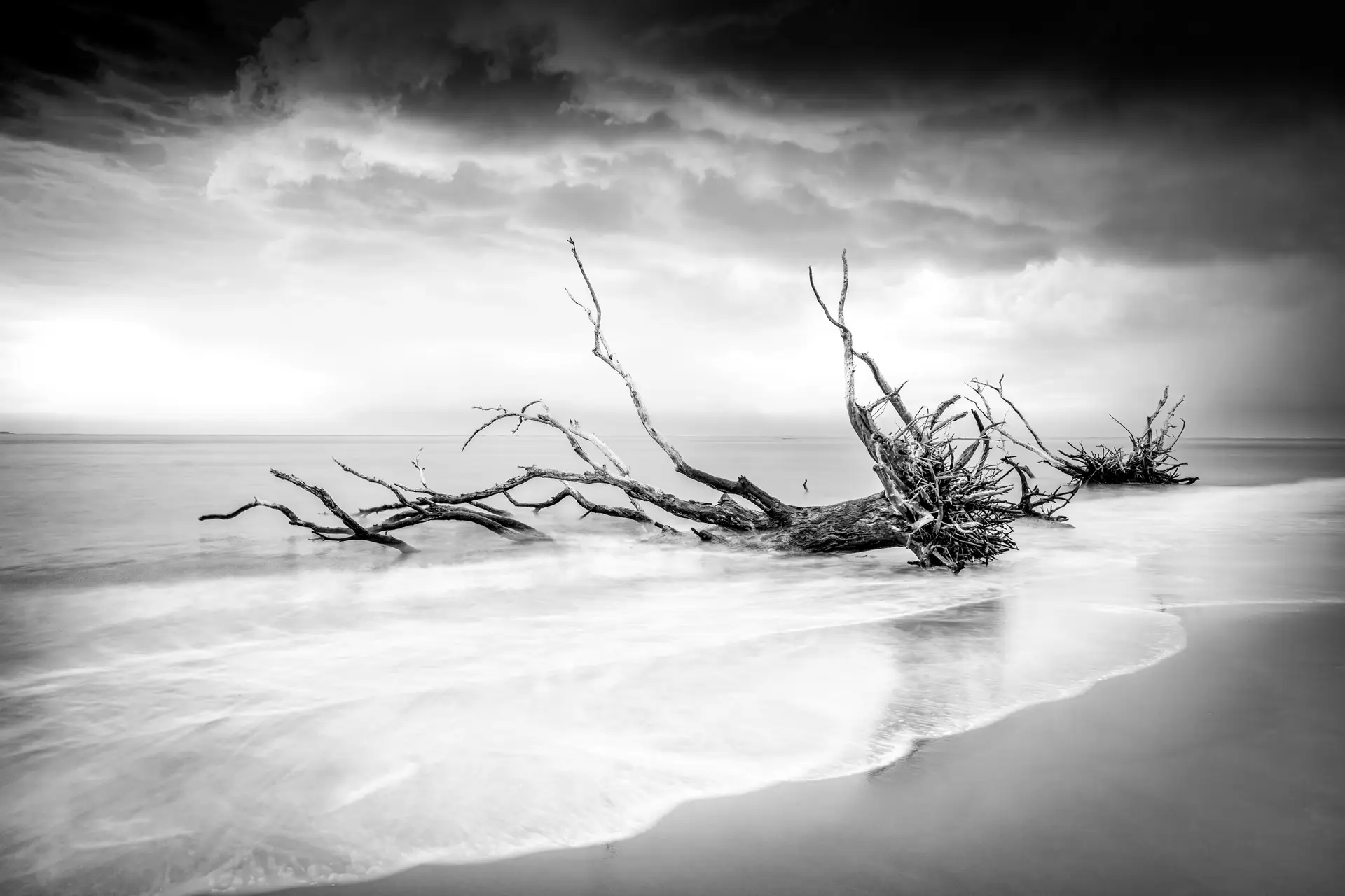 Driftwood on beach