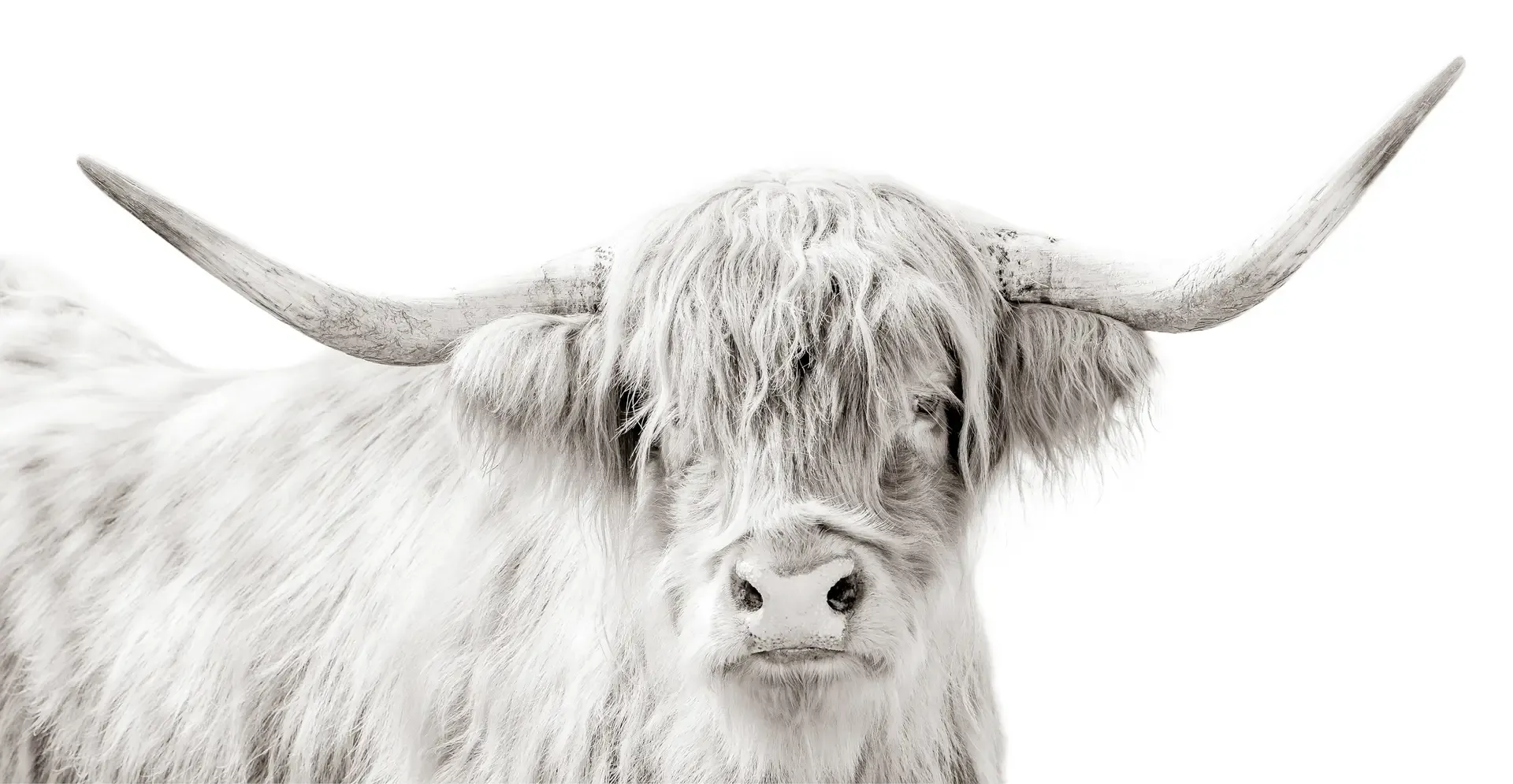 Highland Cattle Portrait