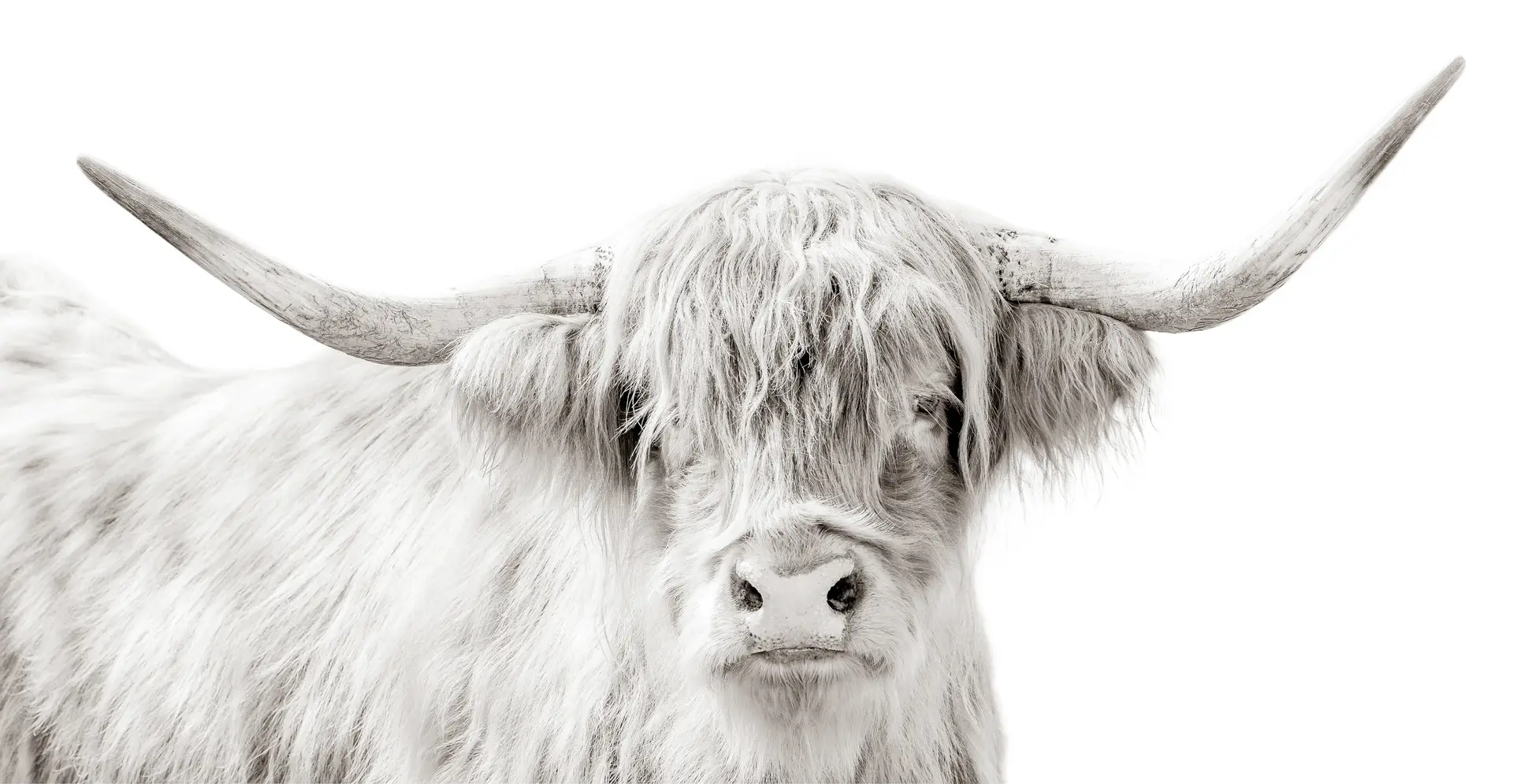 Highland Cattle Portrait
