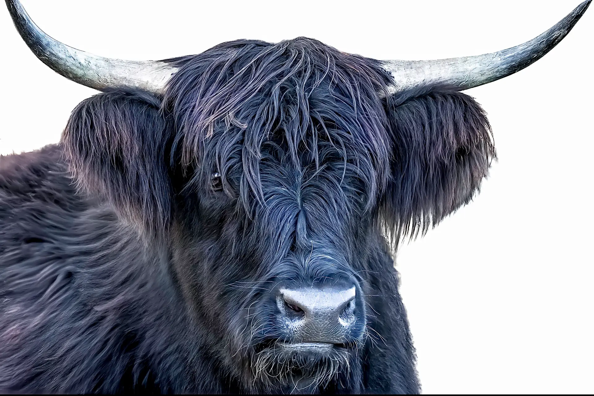 Highland Cattle Portrait
