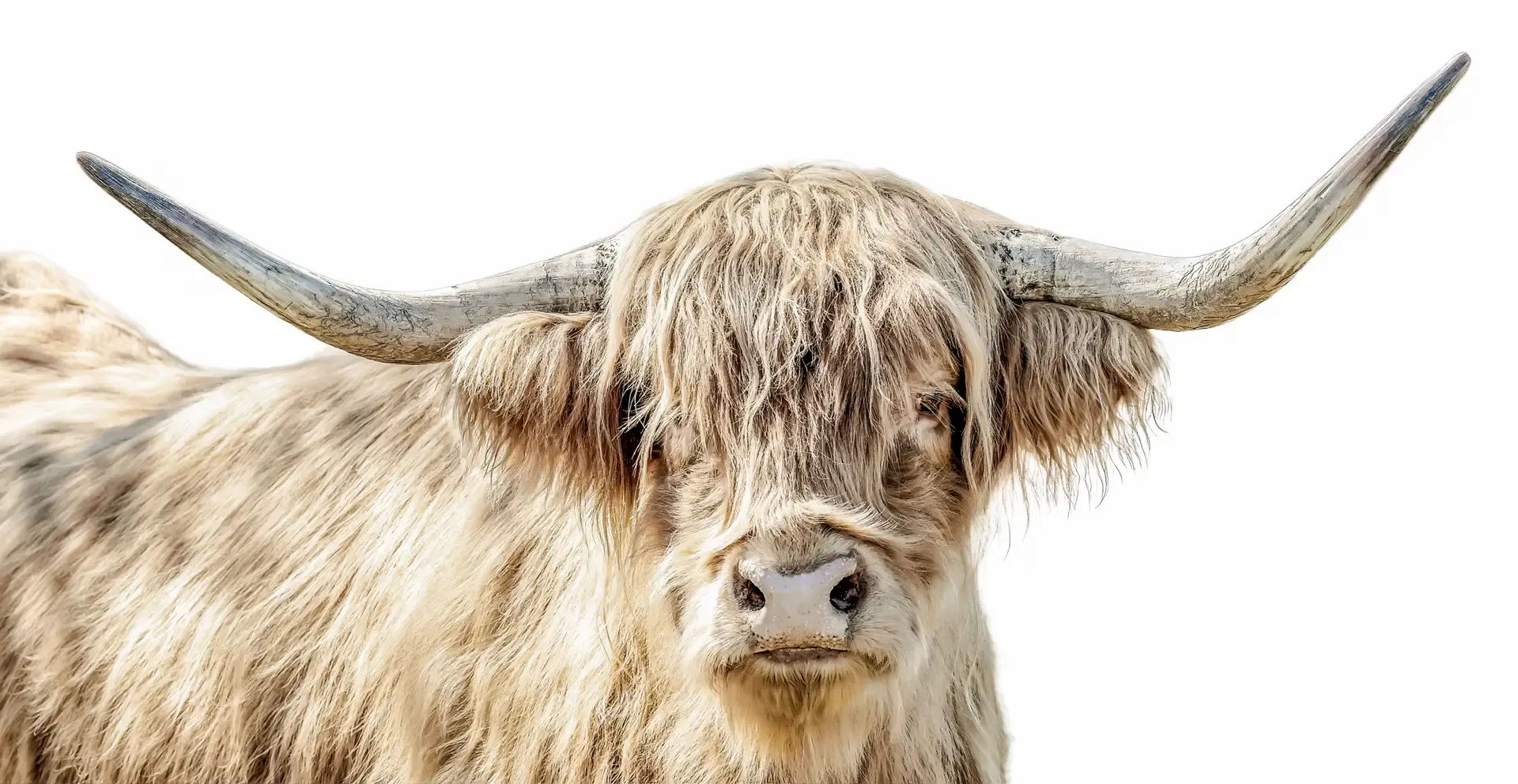 Highland Cattle Portrait