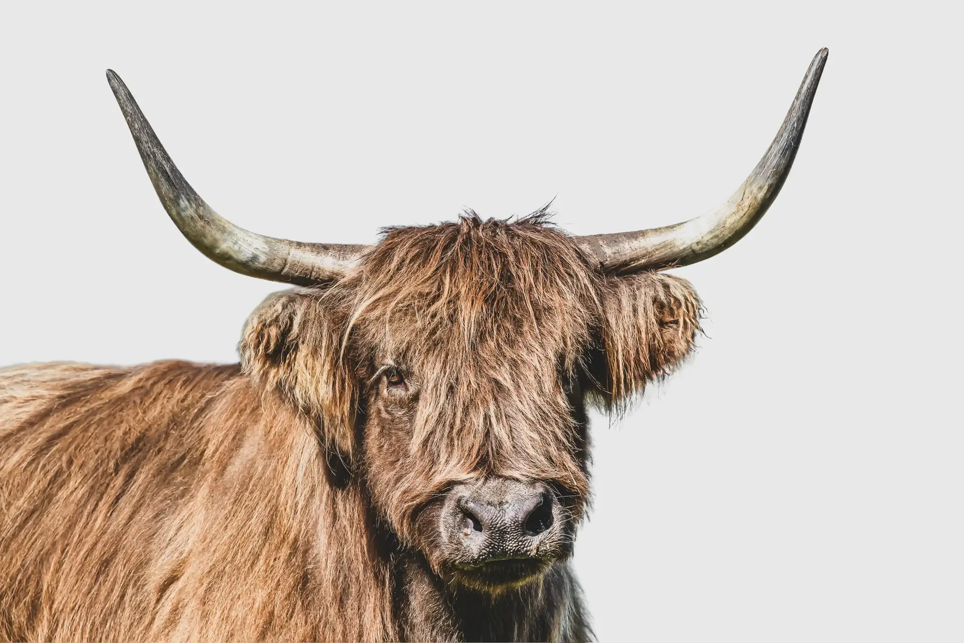 Highland Cattle Portrait