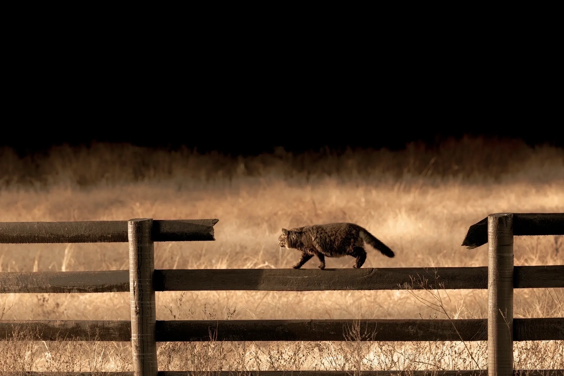 Cat walking on a wooden fence