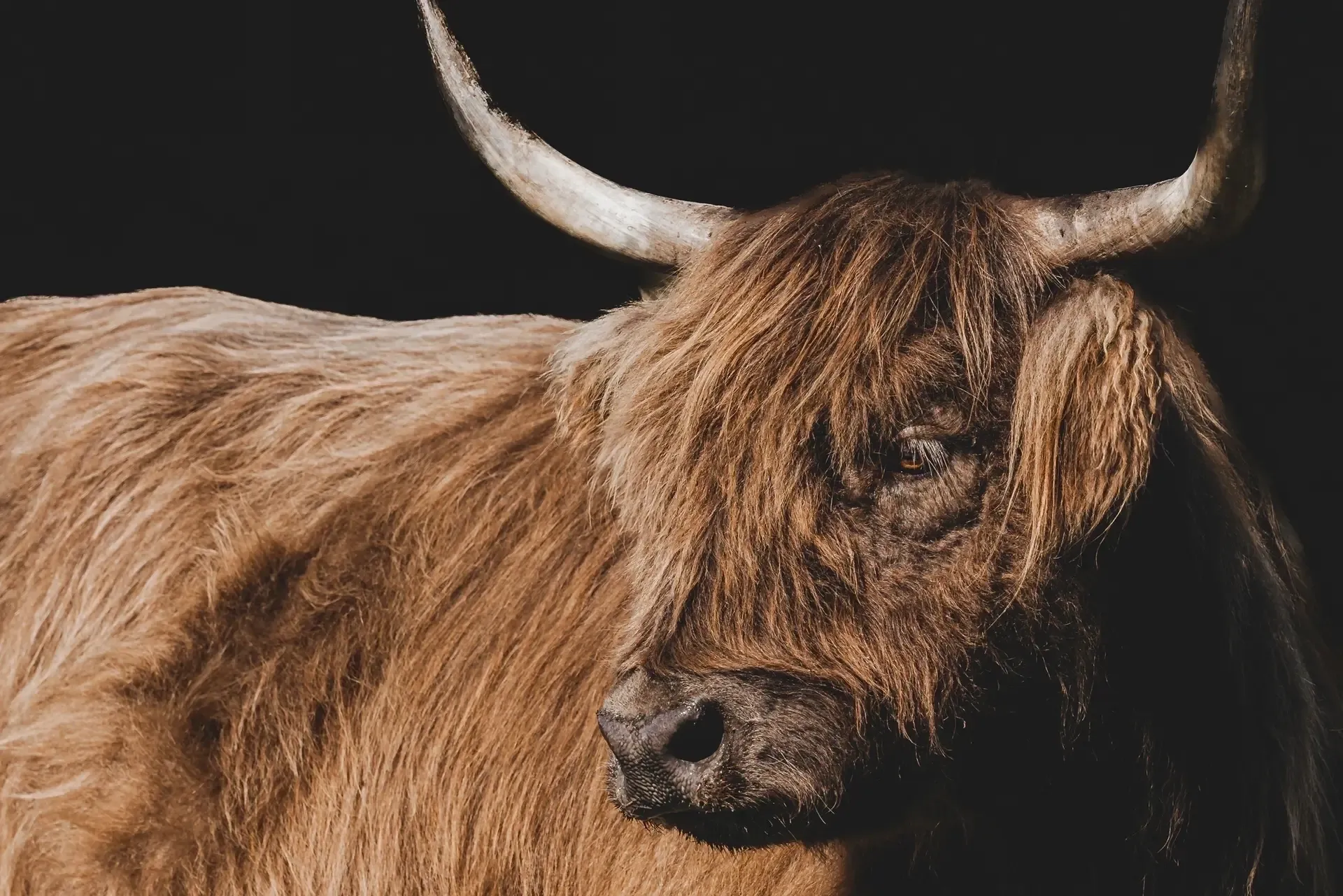 Highland Cattle Portrait