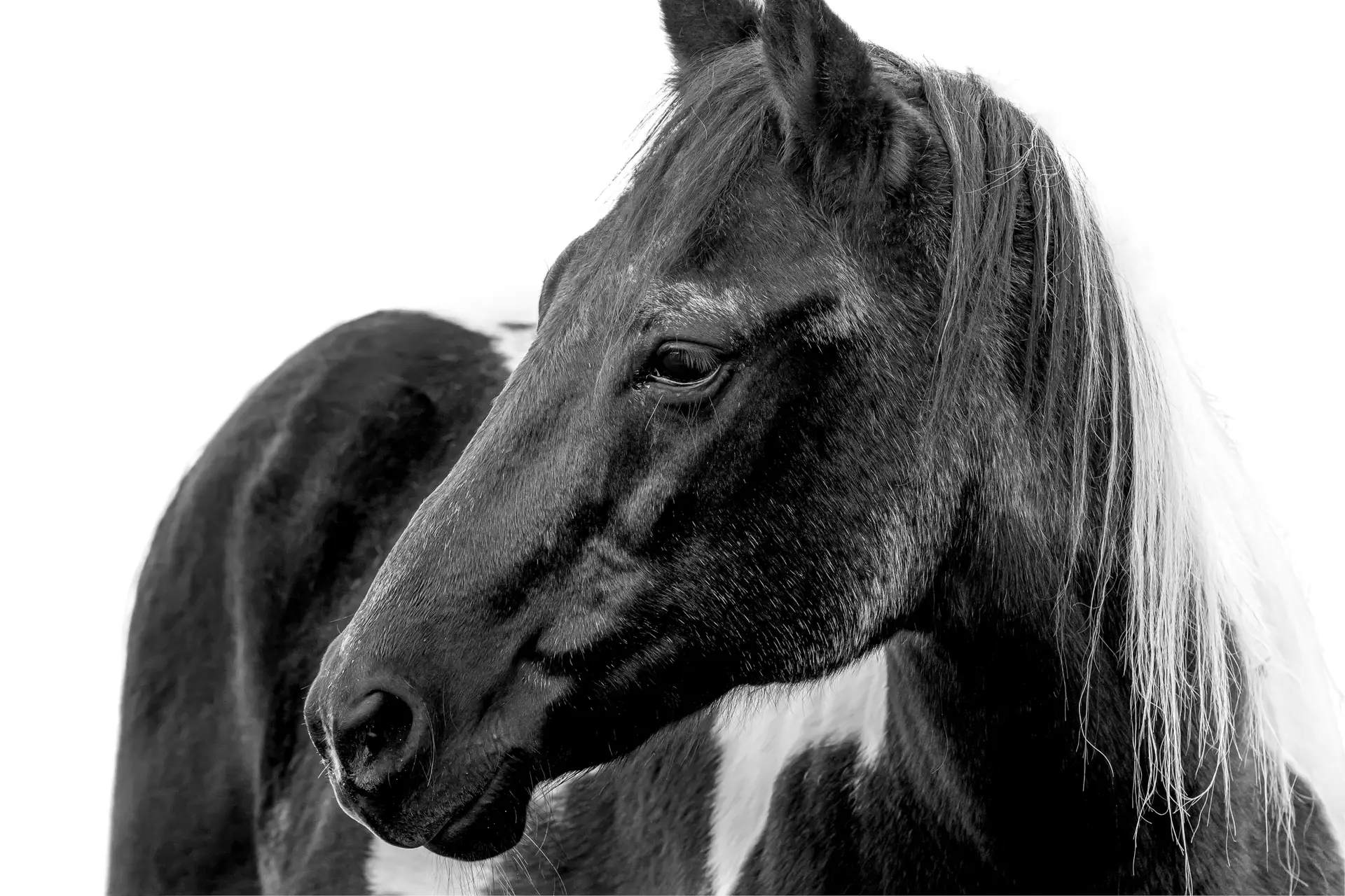 Horse Portrait
