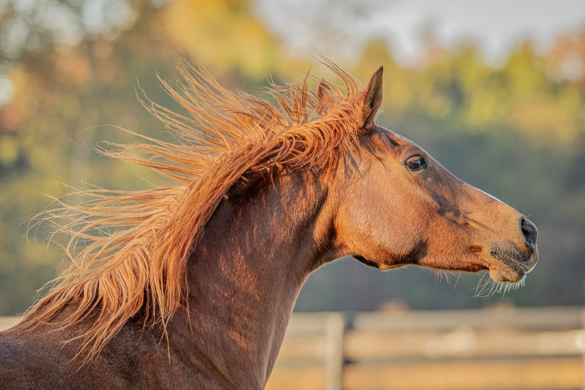 Horse Portrait
