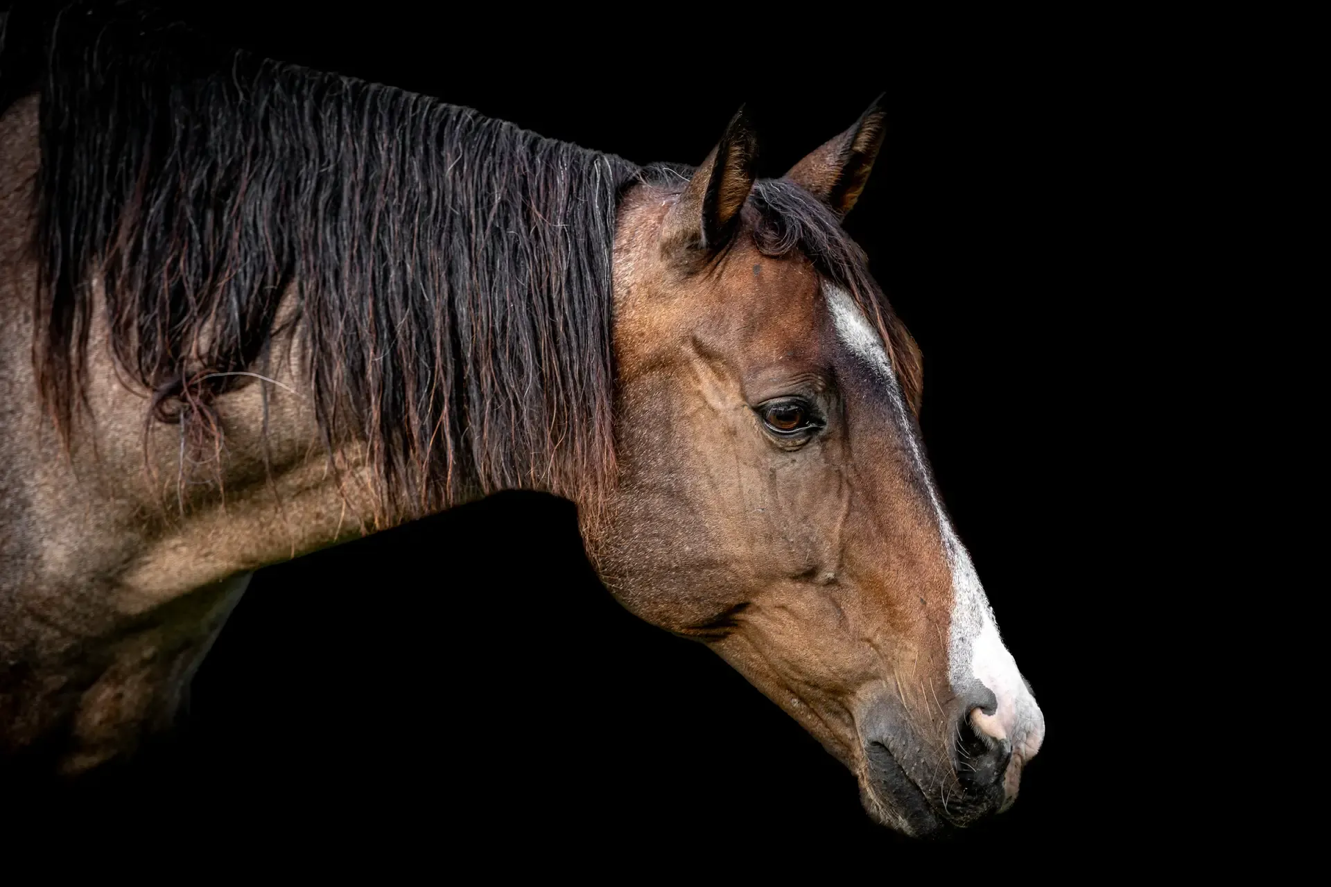 Horse Portrait