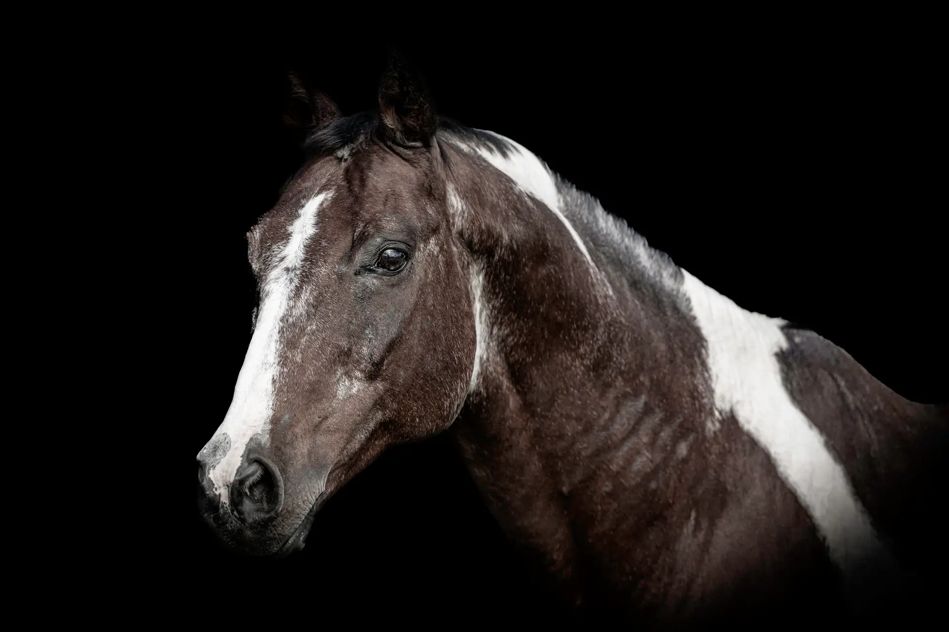 Horse Portrait