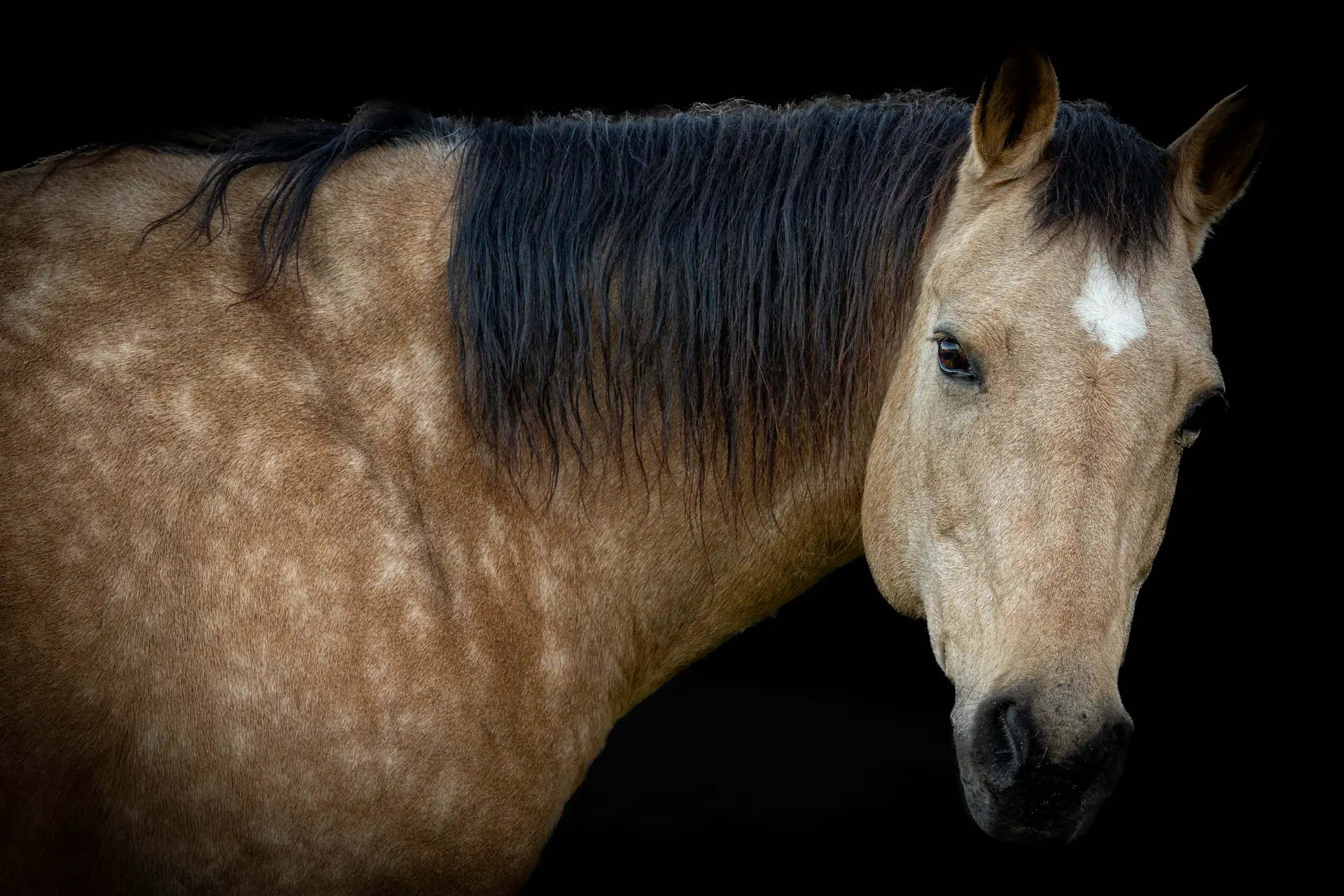 Horse Portrait