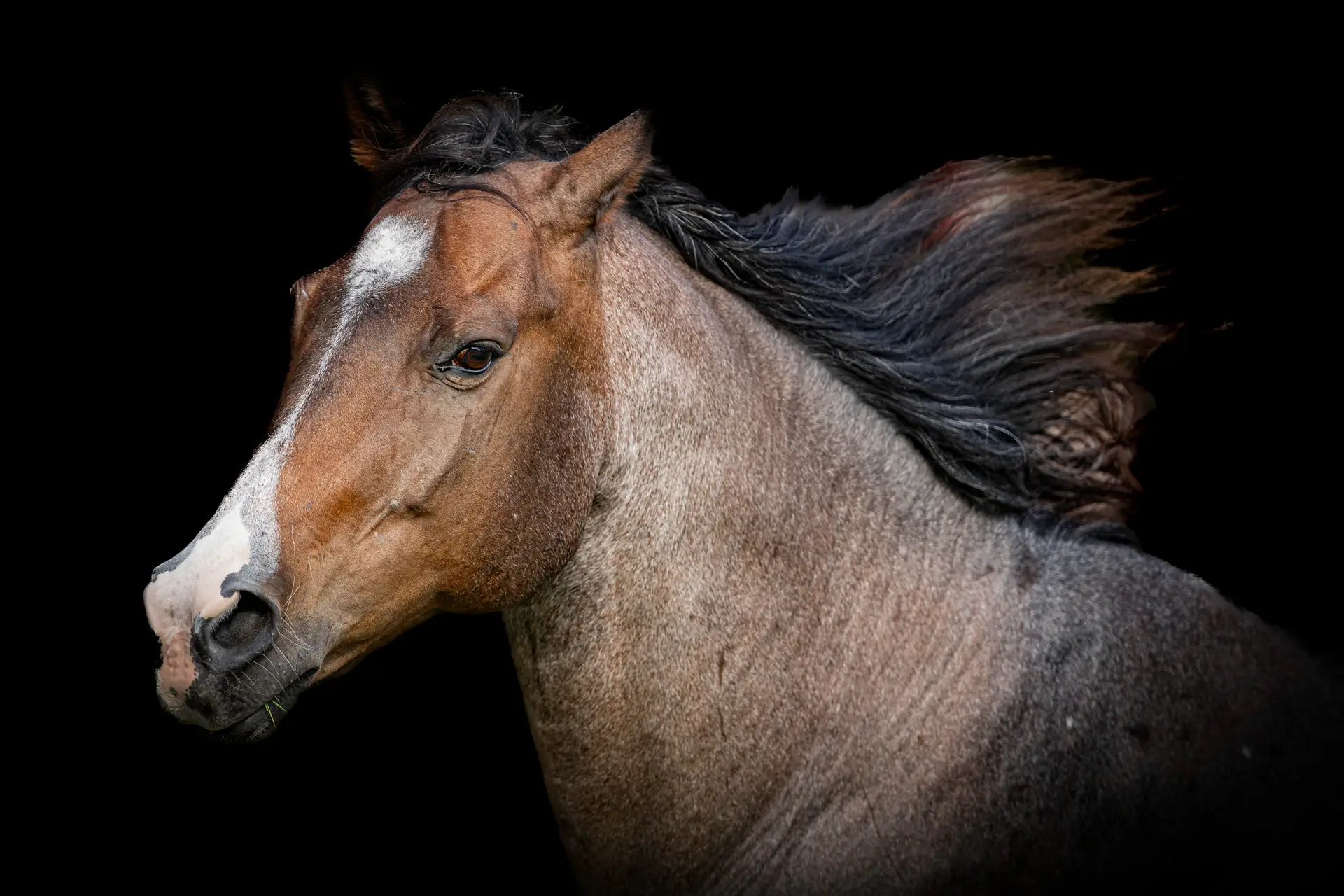 Majestic horse against black background
