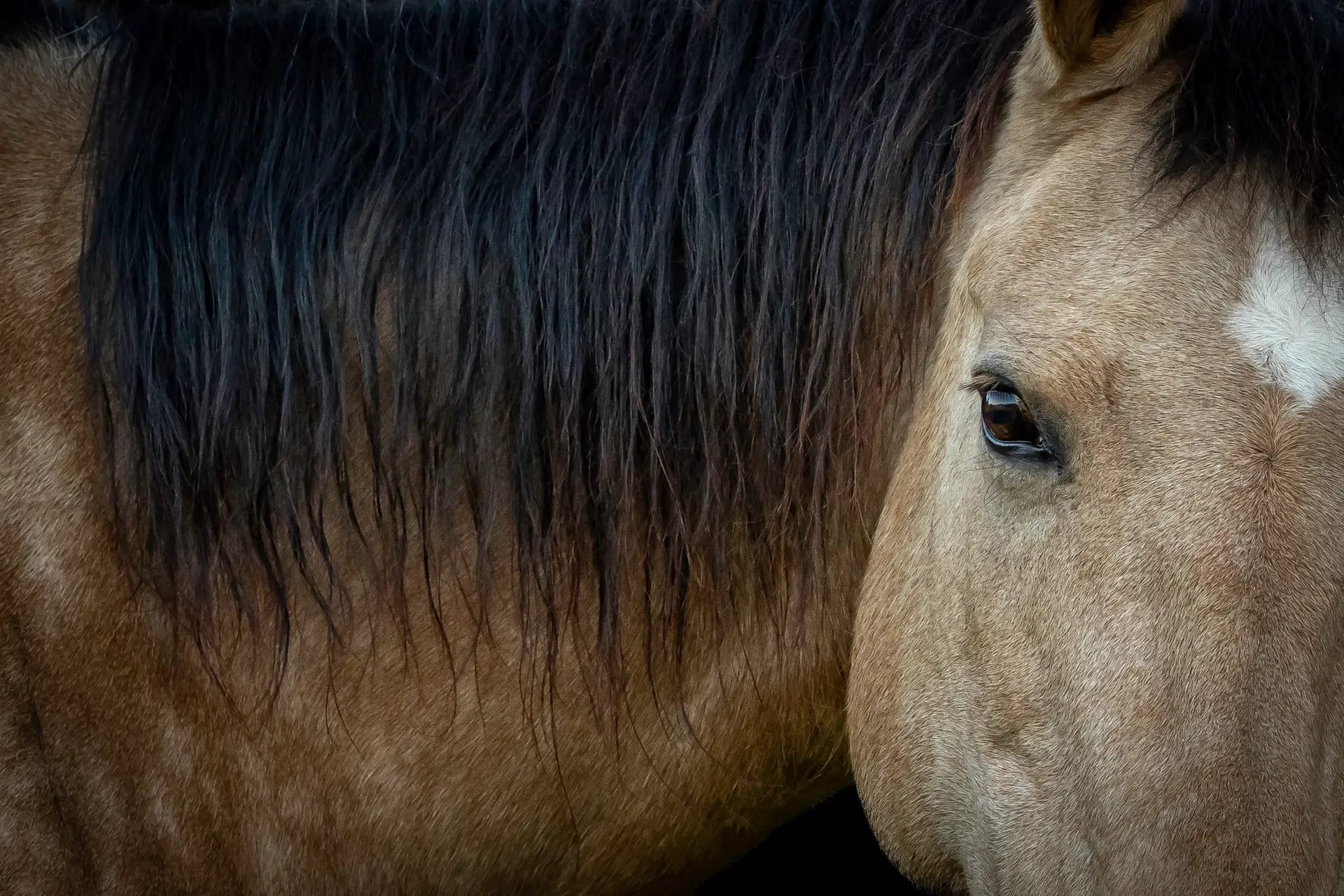 Close-up of a horse's mane.