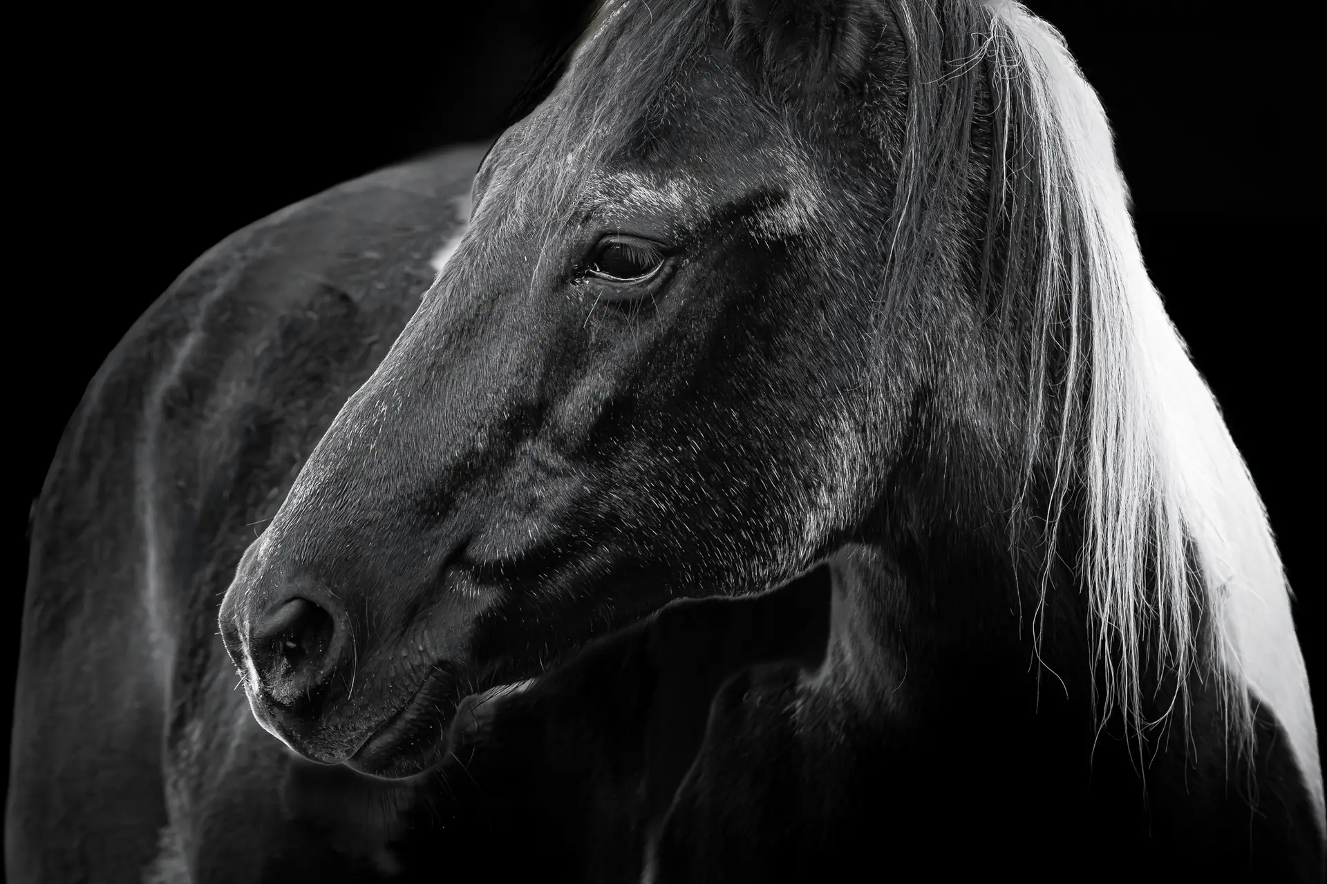Black and white horse portrait.