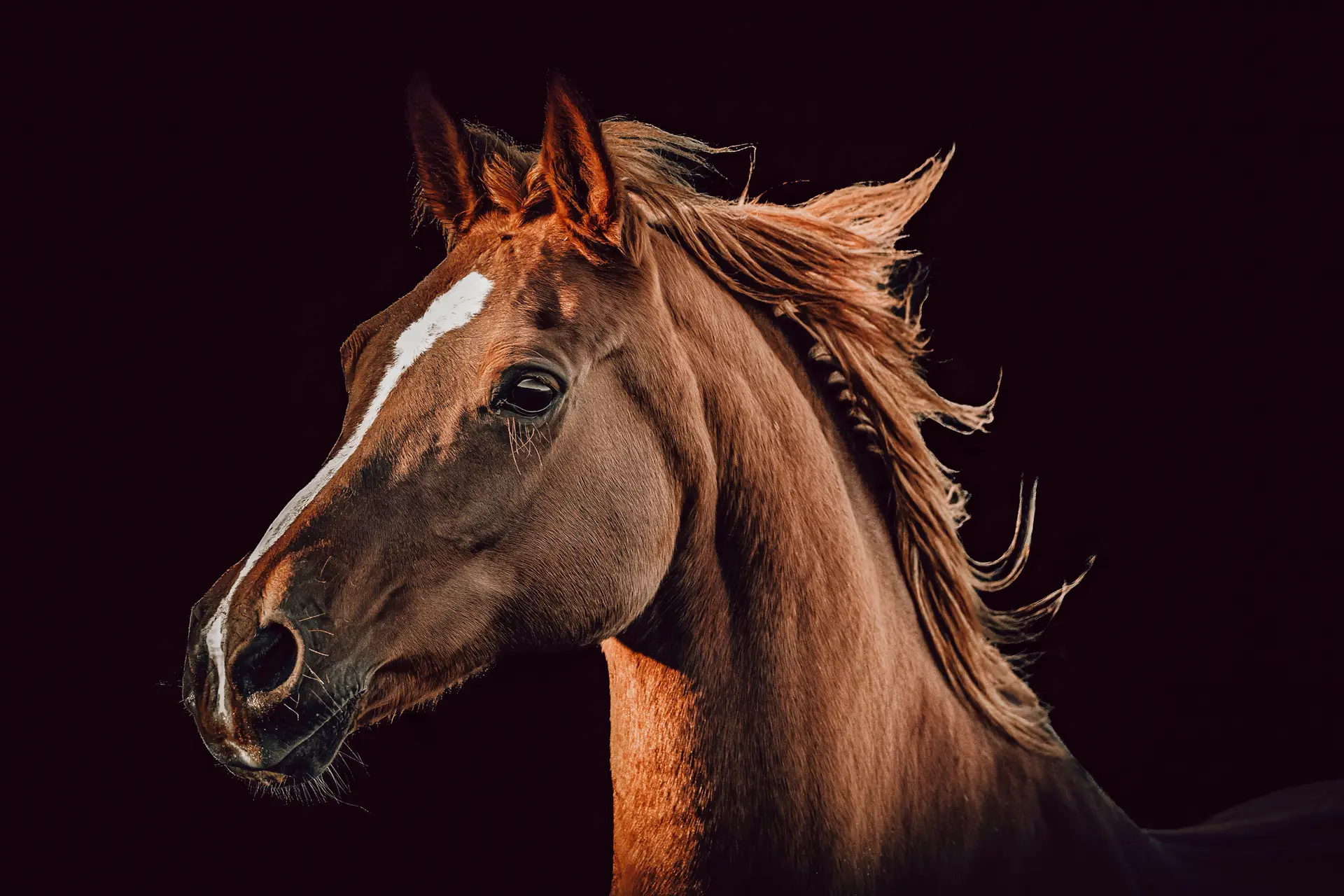 Majestic brown horse with flowing mane