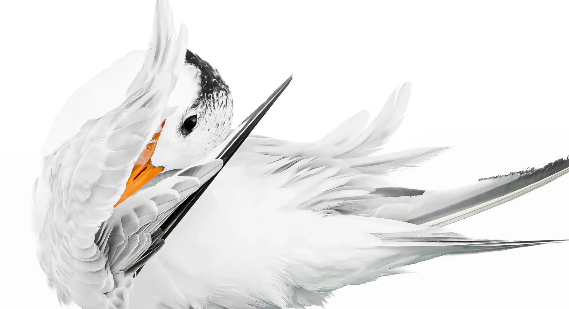 Bird preening with elegant feathers.