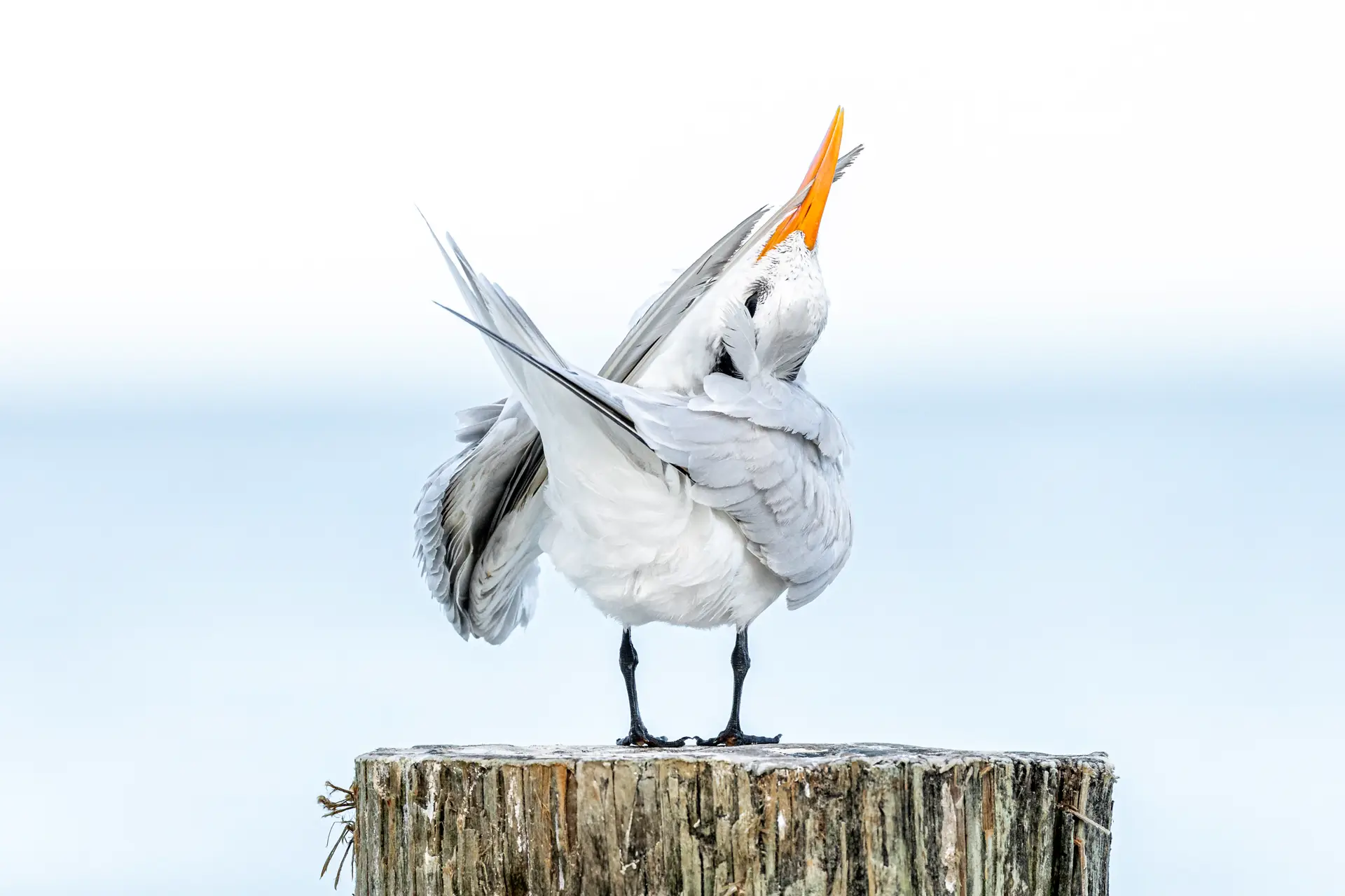 Royal Tern preening on a wooden post