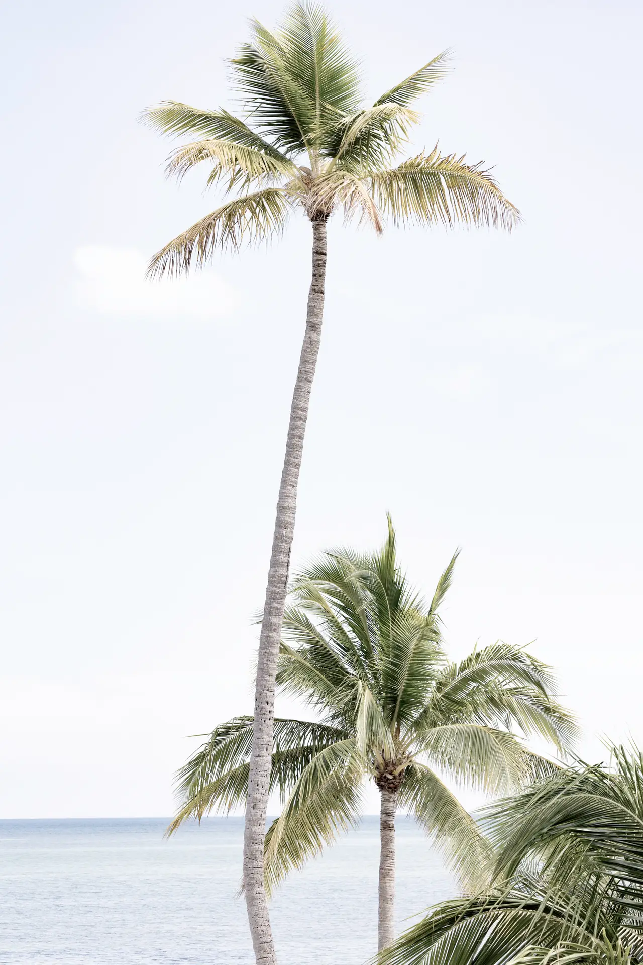 Tall palm trees by the ocean