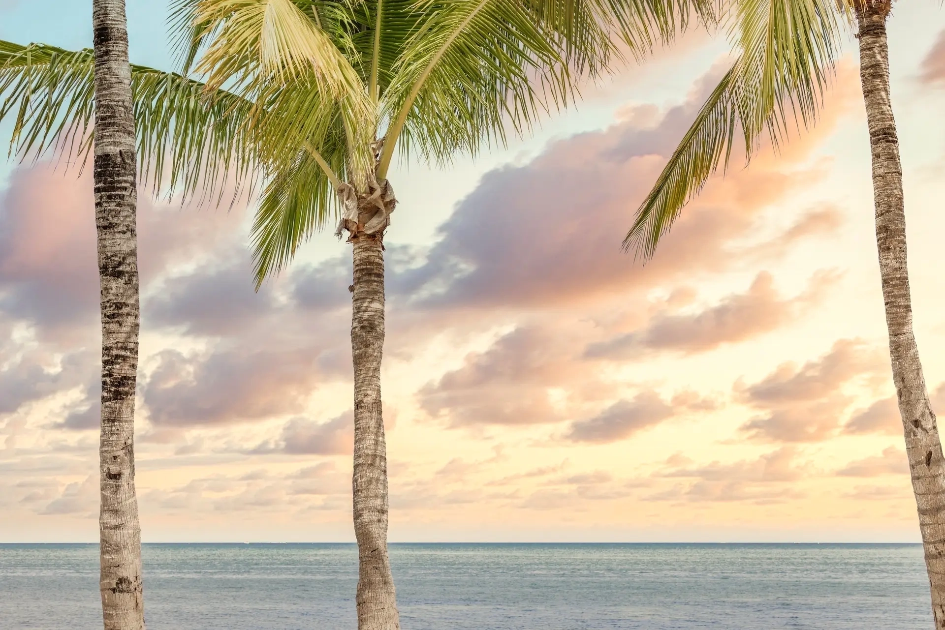 Palm trees by serene ocean sunset