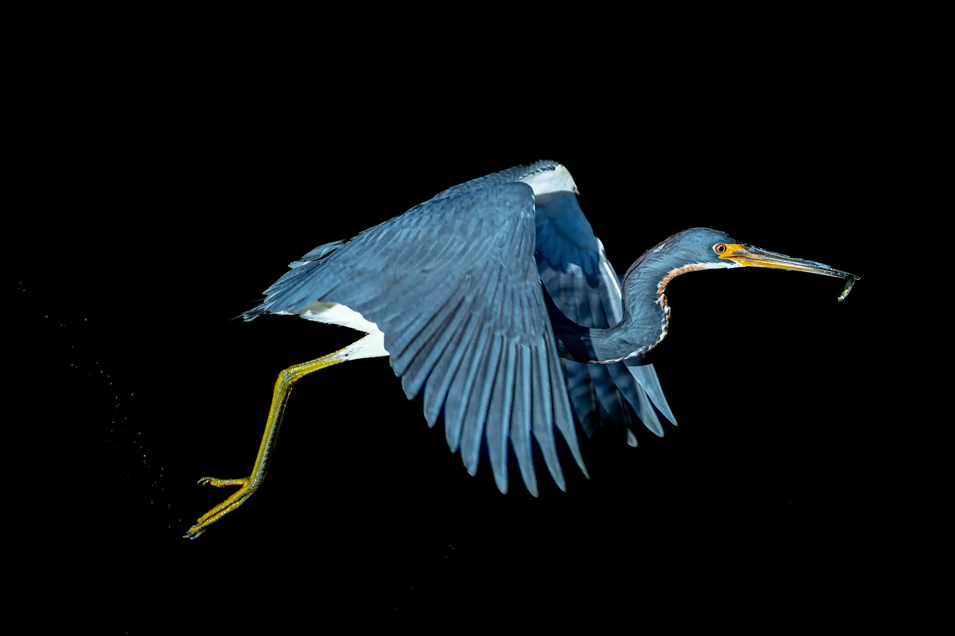 Blue heron flying with fish