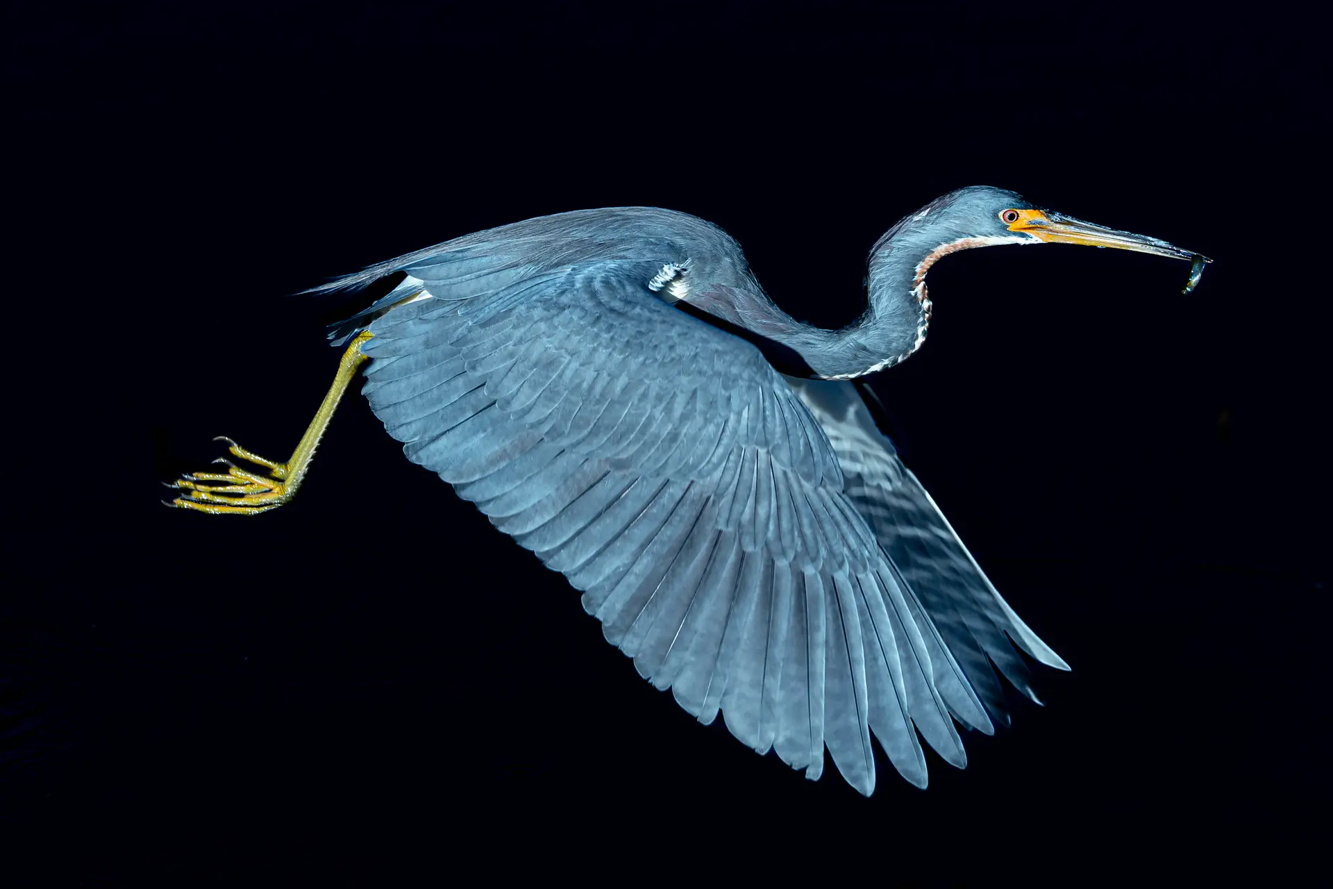 Heron flying with fish in beak