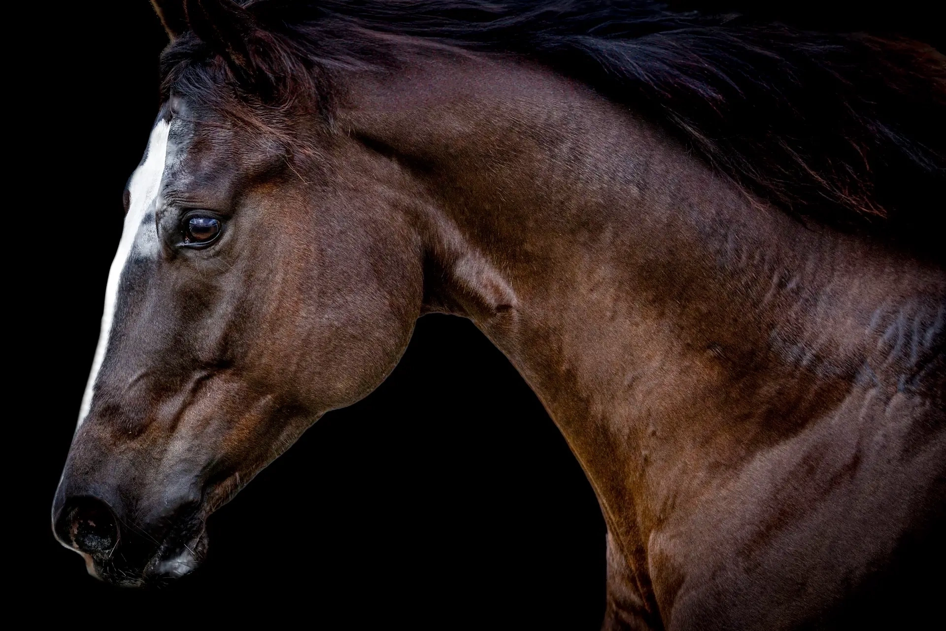 Majestic horse against black background