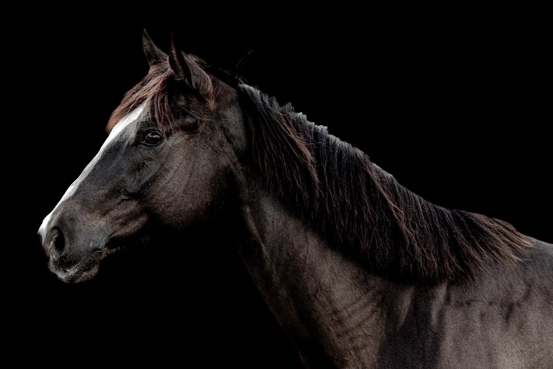 Profile of a dark horse