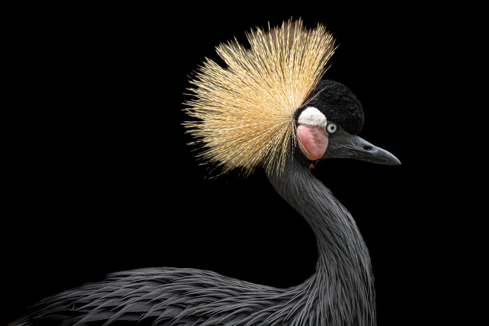 Elegant crane with striking plumage