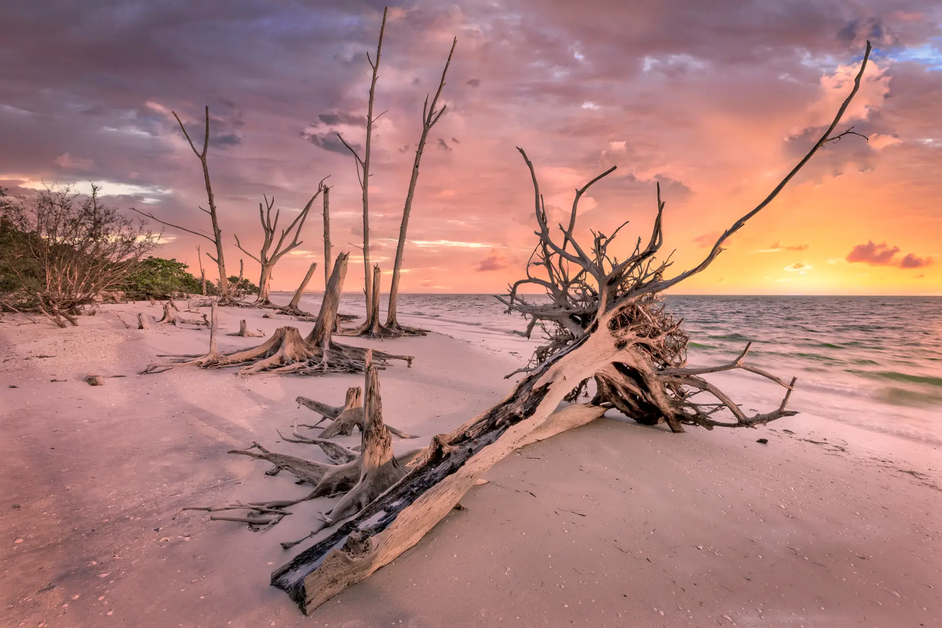 Sunset over a beach with fallen trees and driftwood.
