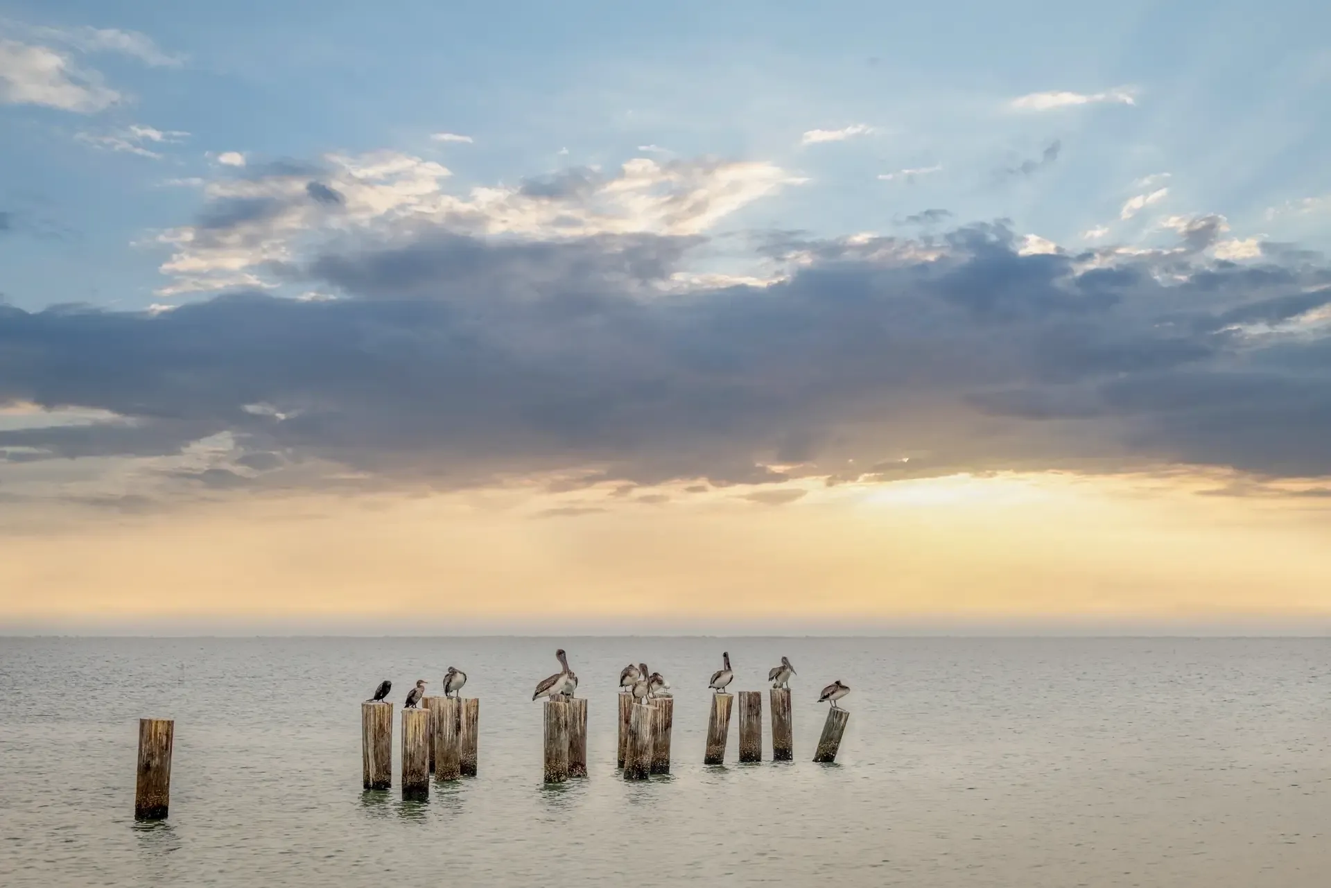 Pelicans perched on weathered pilings