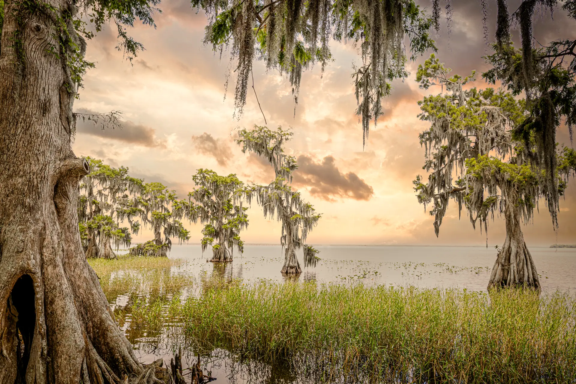 Serene swamp landscape at sunset