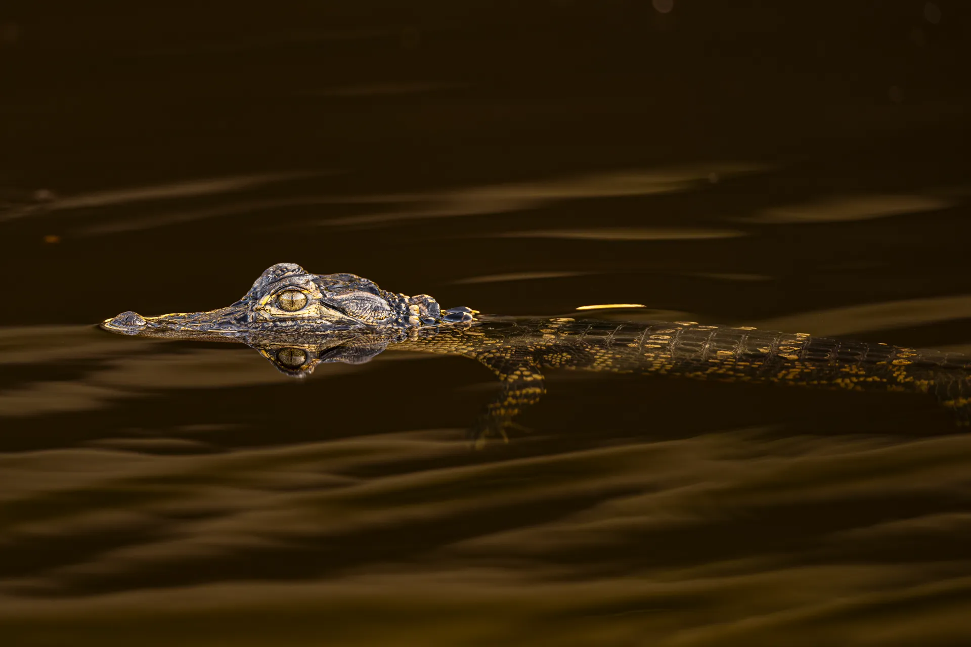 Alligator 25