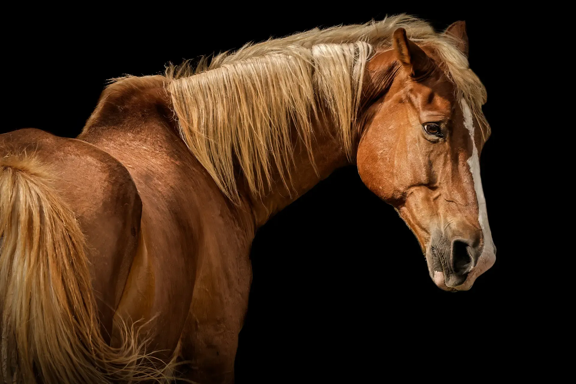 Horse Portrait