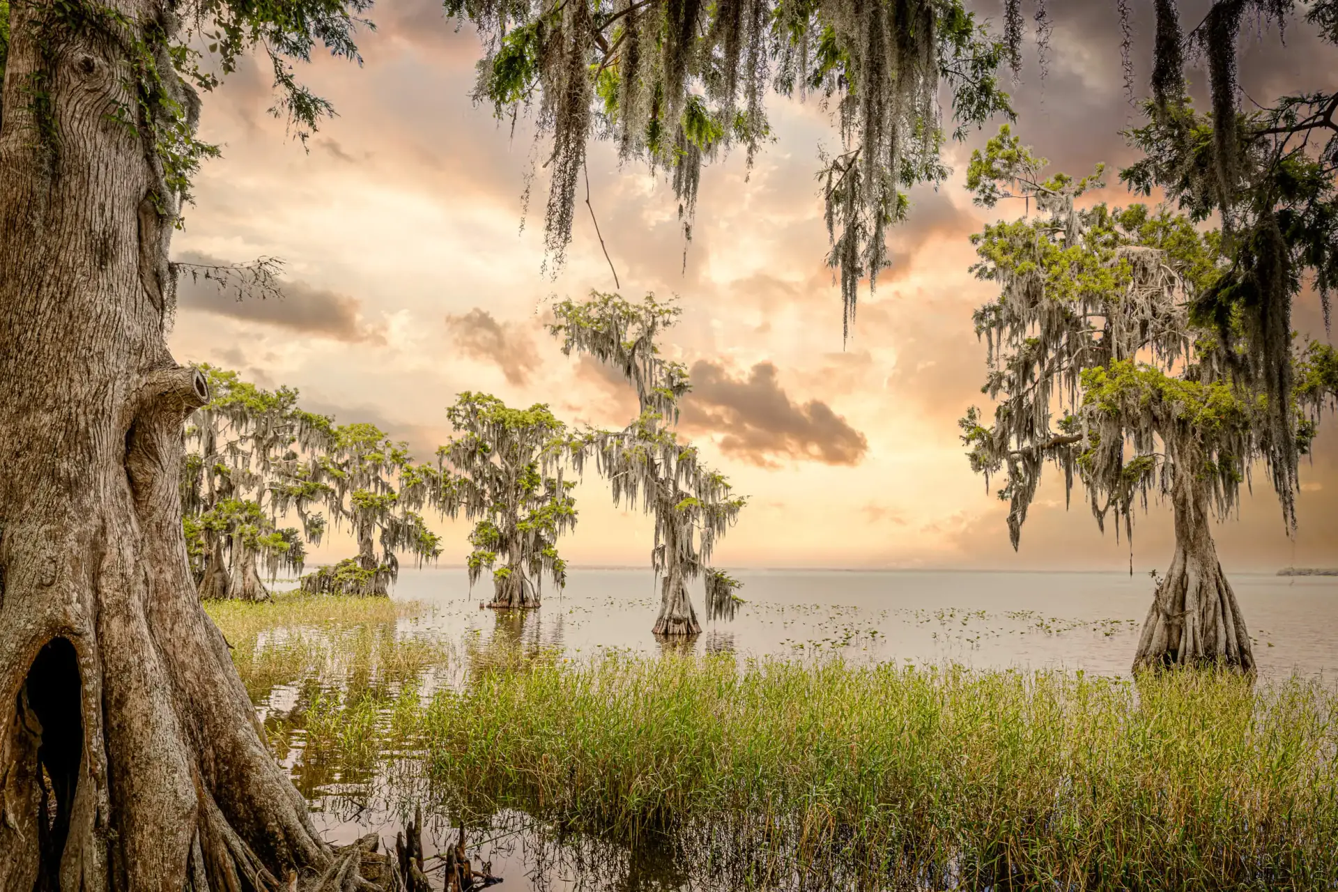 Sunset over a serene marshland with moss-draped trees and calm waters.