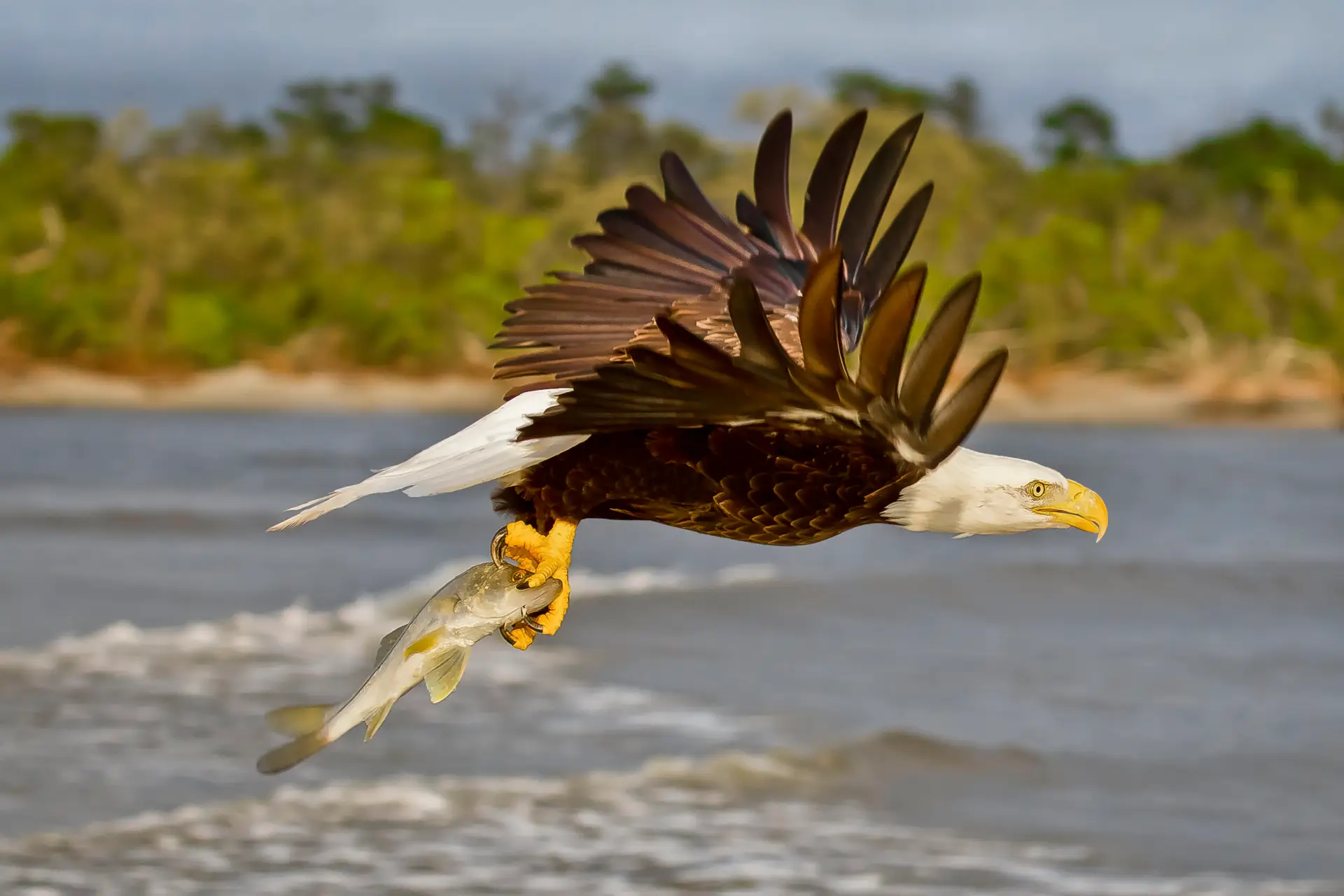 A bald eagle soaring over water with prey in its talons.