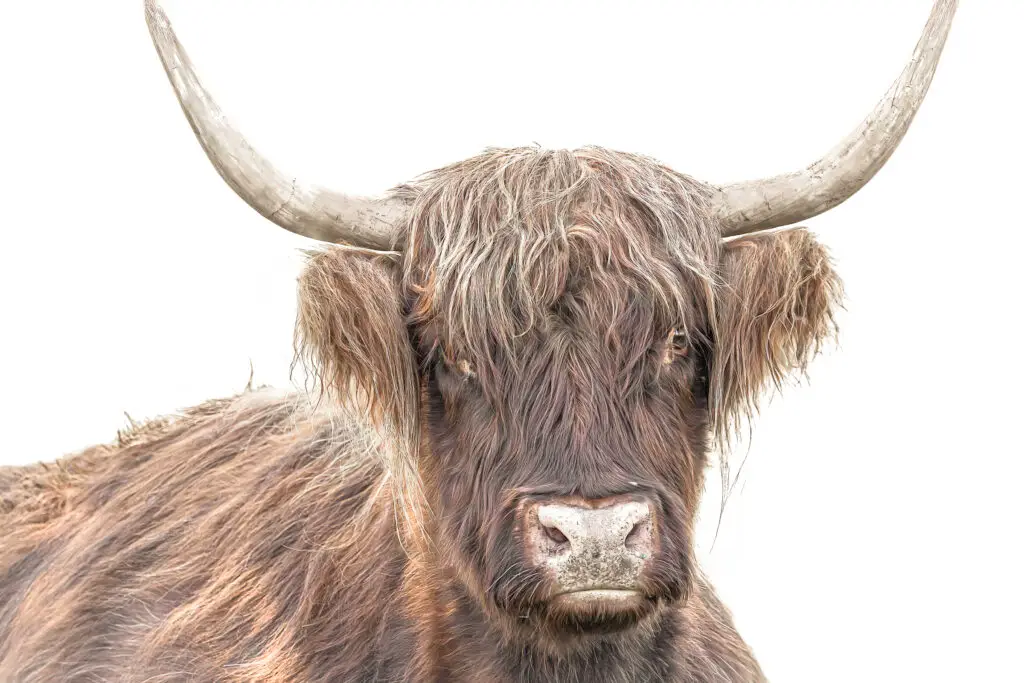 Highland Cattle Portrait