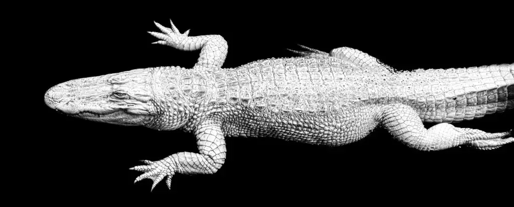 White alligator on black background