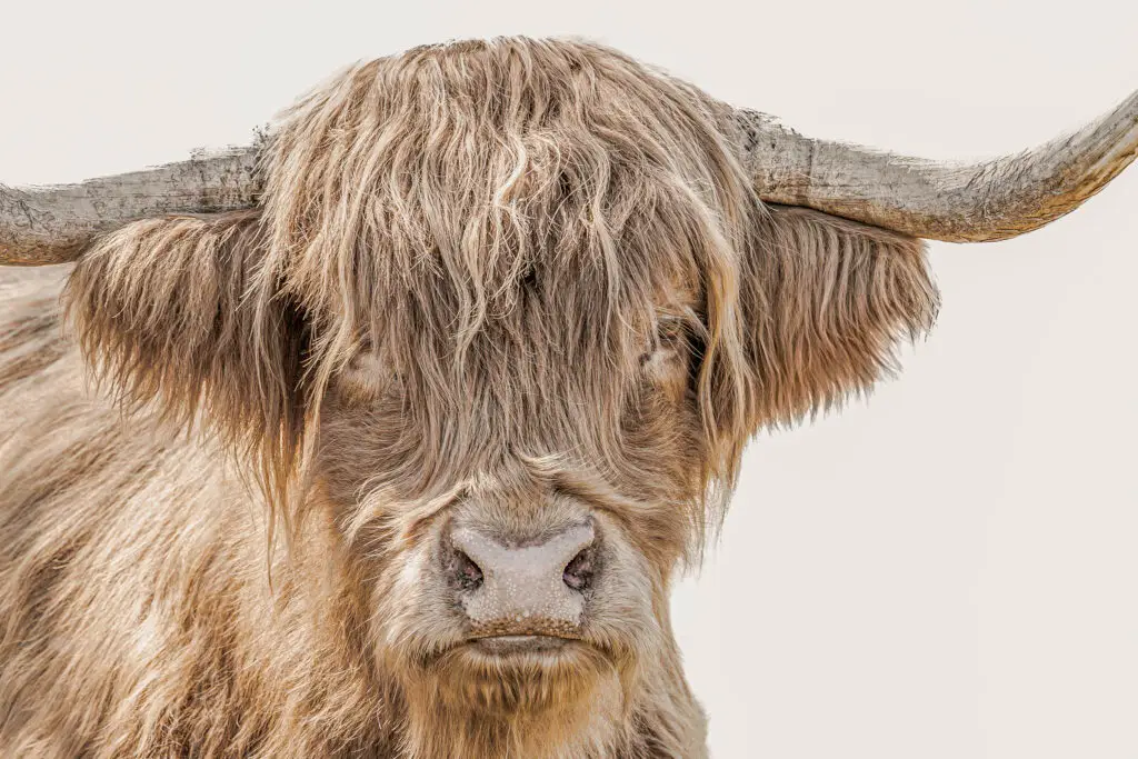 Highland Cattle Portrait